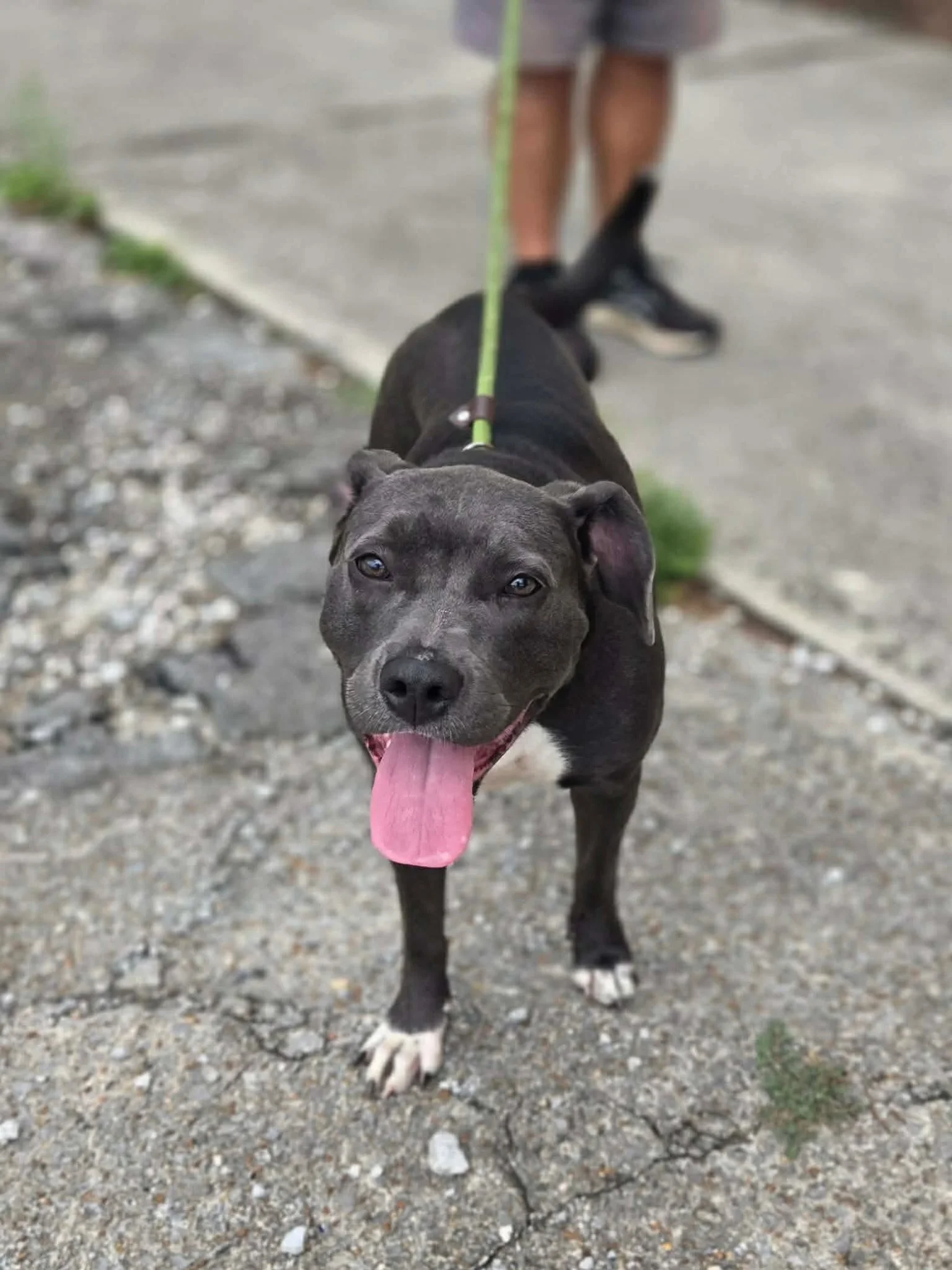 notorious-dog-rescue-halsey-02.jpg