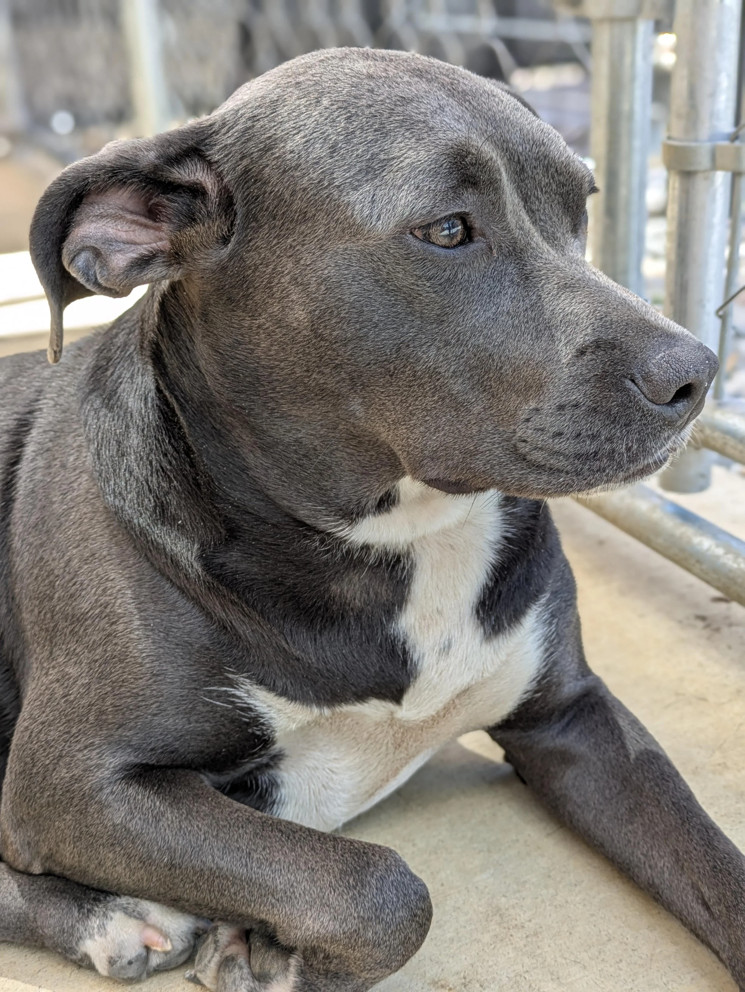 notorious-dog-rescue-halsey-03.jpg