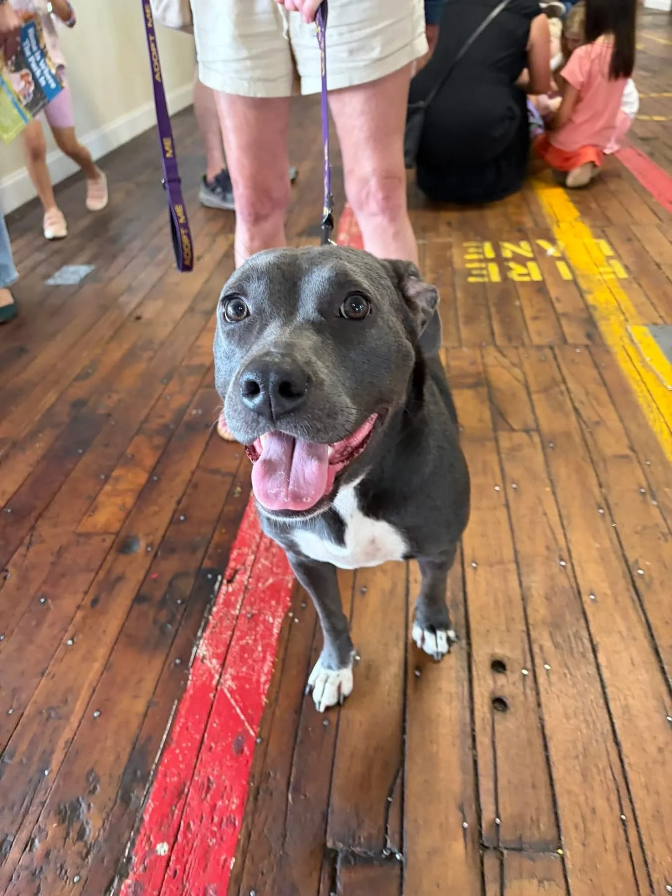 notorious-dog-rescue-halsey-04.jpg