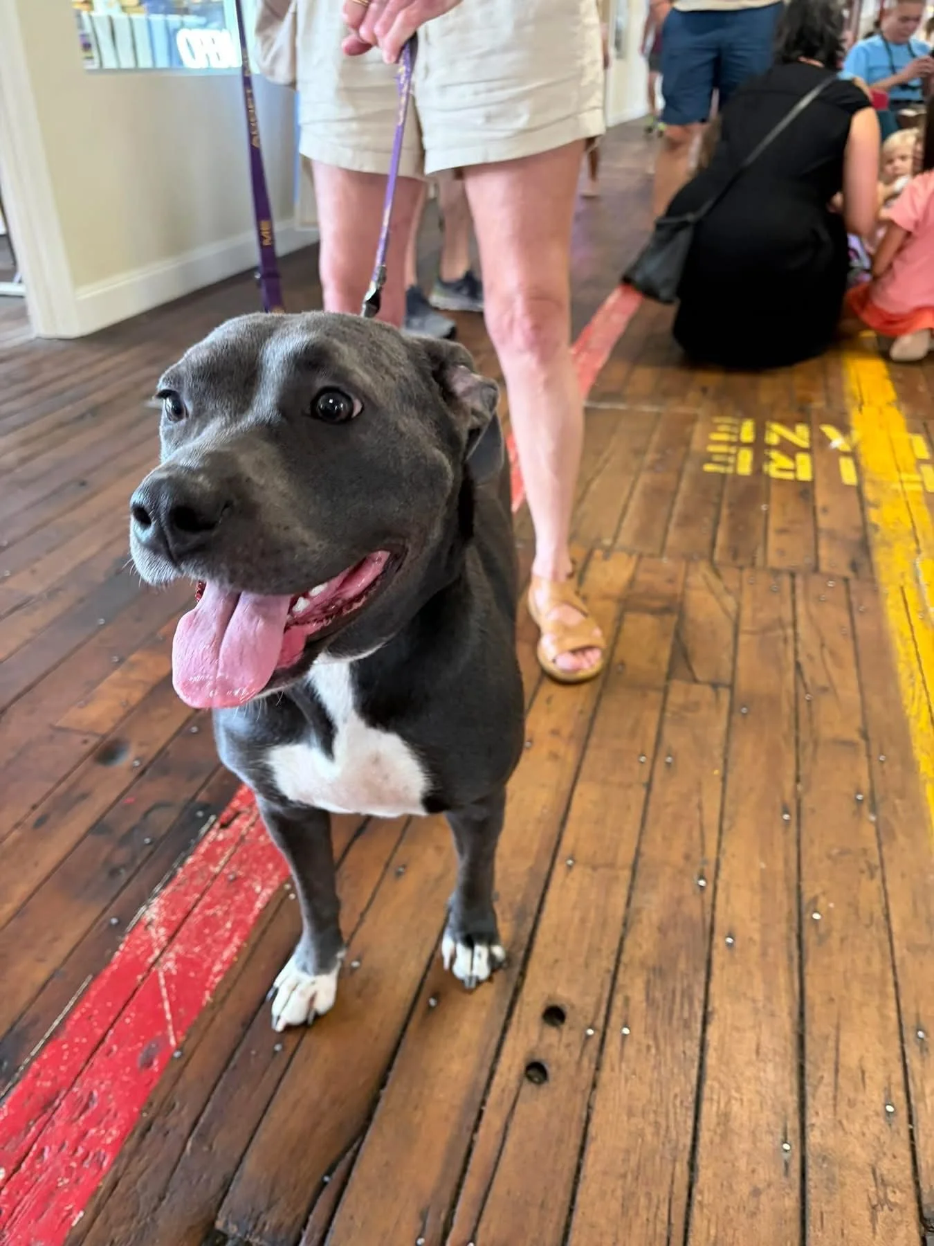 notorious-dog-rescue-halsey-05.jpg