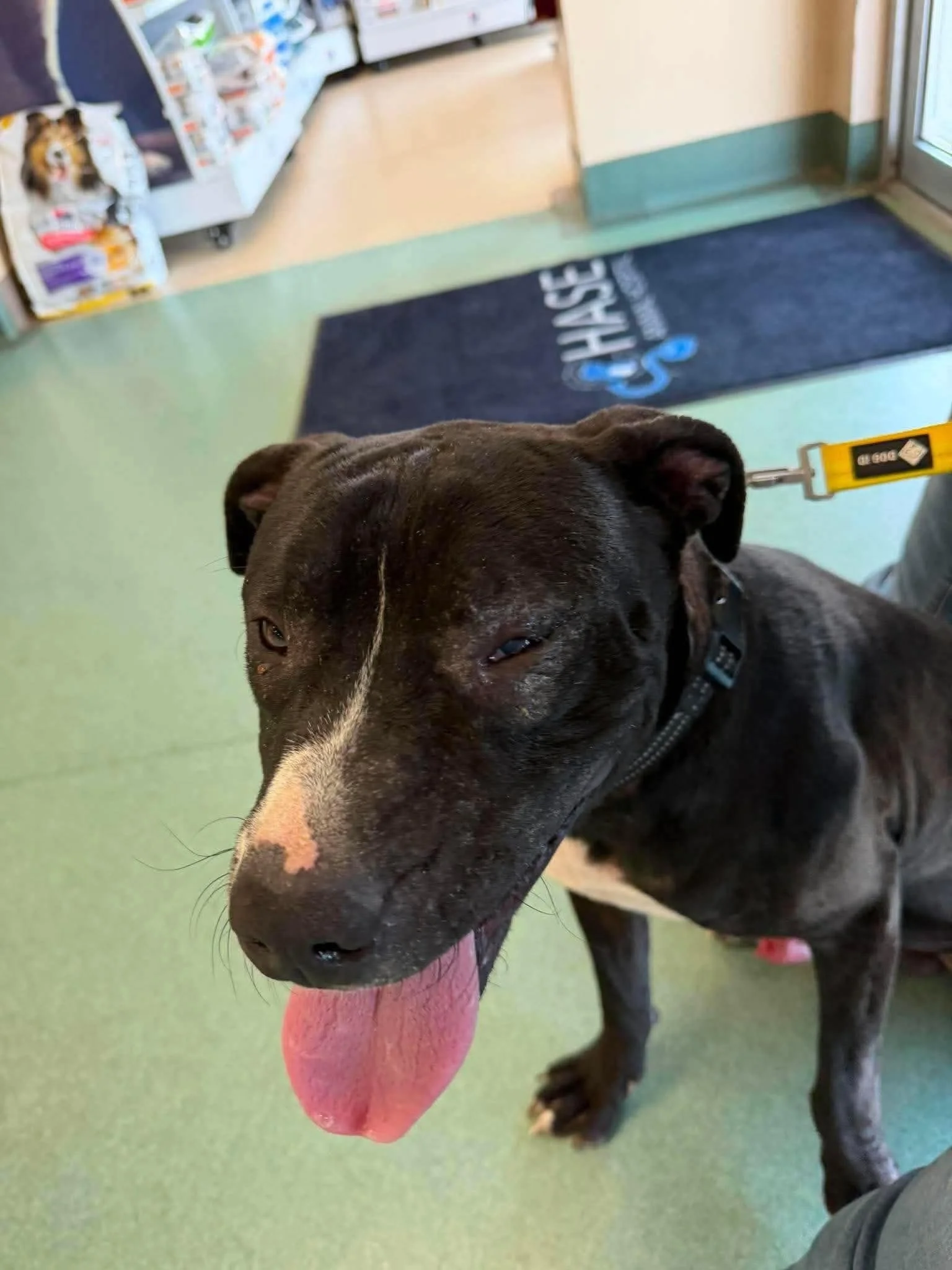 notorious-dog-rescue-jack-02.jpg