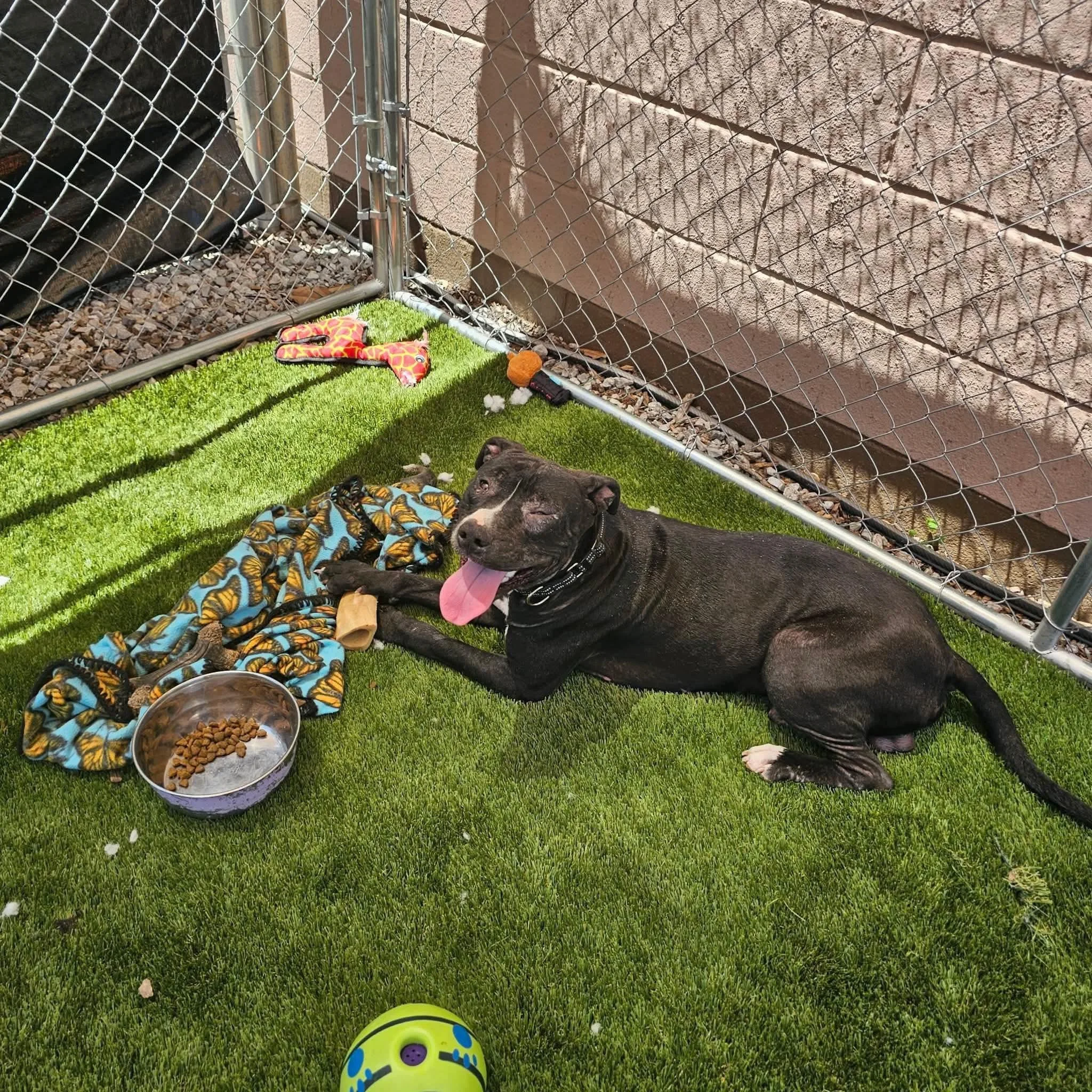 notorious-dog-rescue-jack-01.jpg