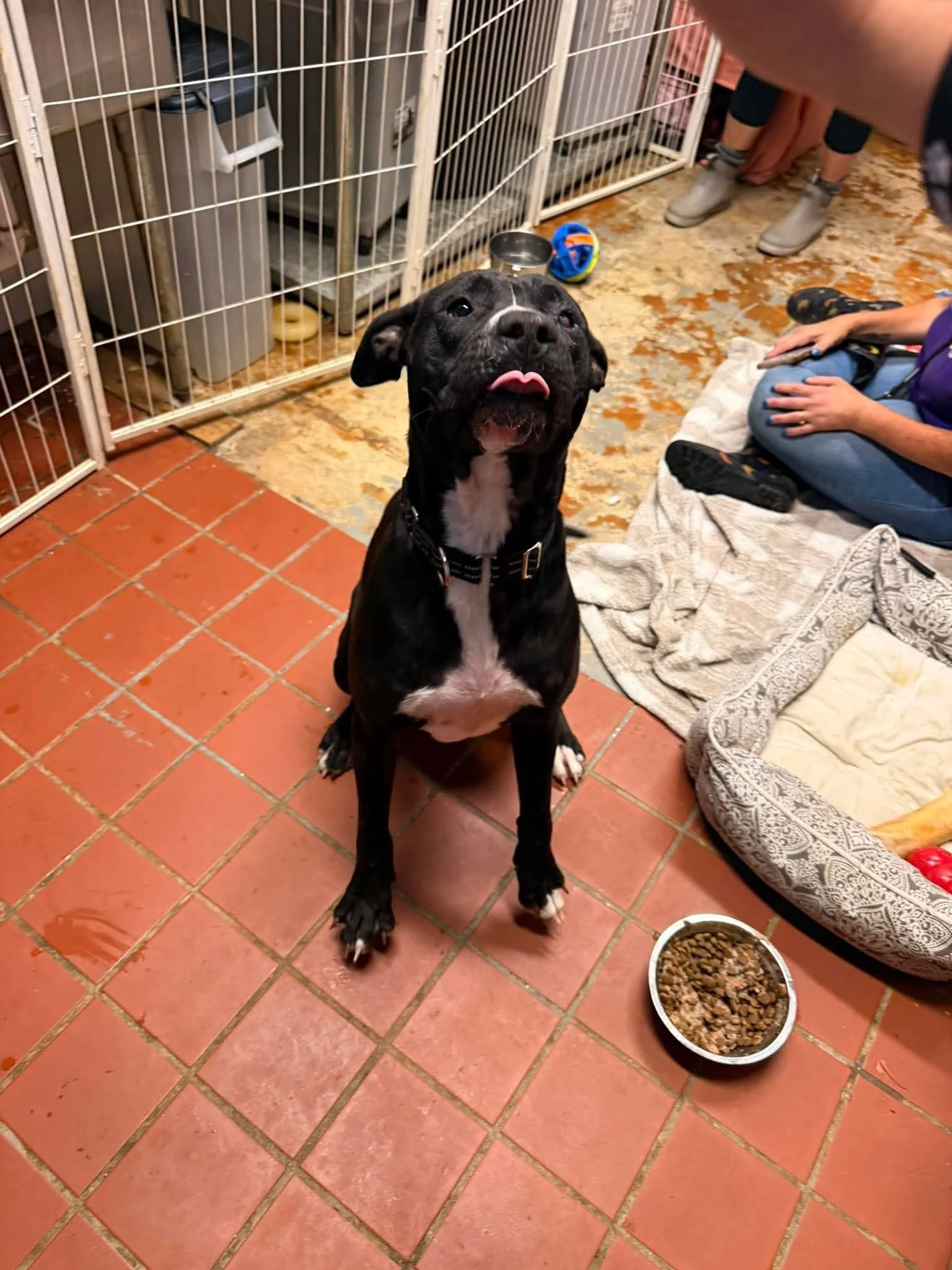 notorious-dog-rescue-jack-03.jpg
