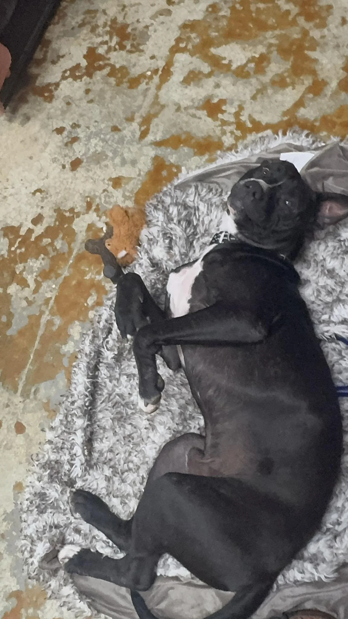 notorious-dog-rescue-jack-05.jpg