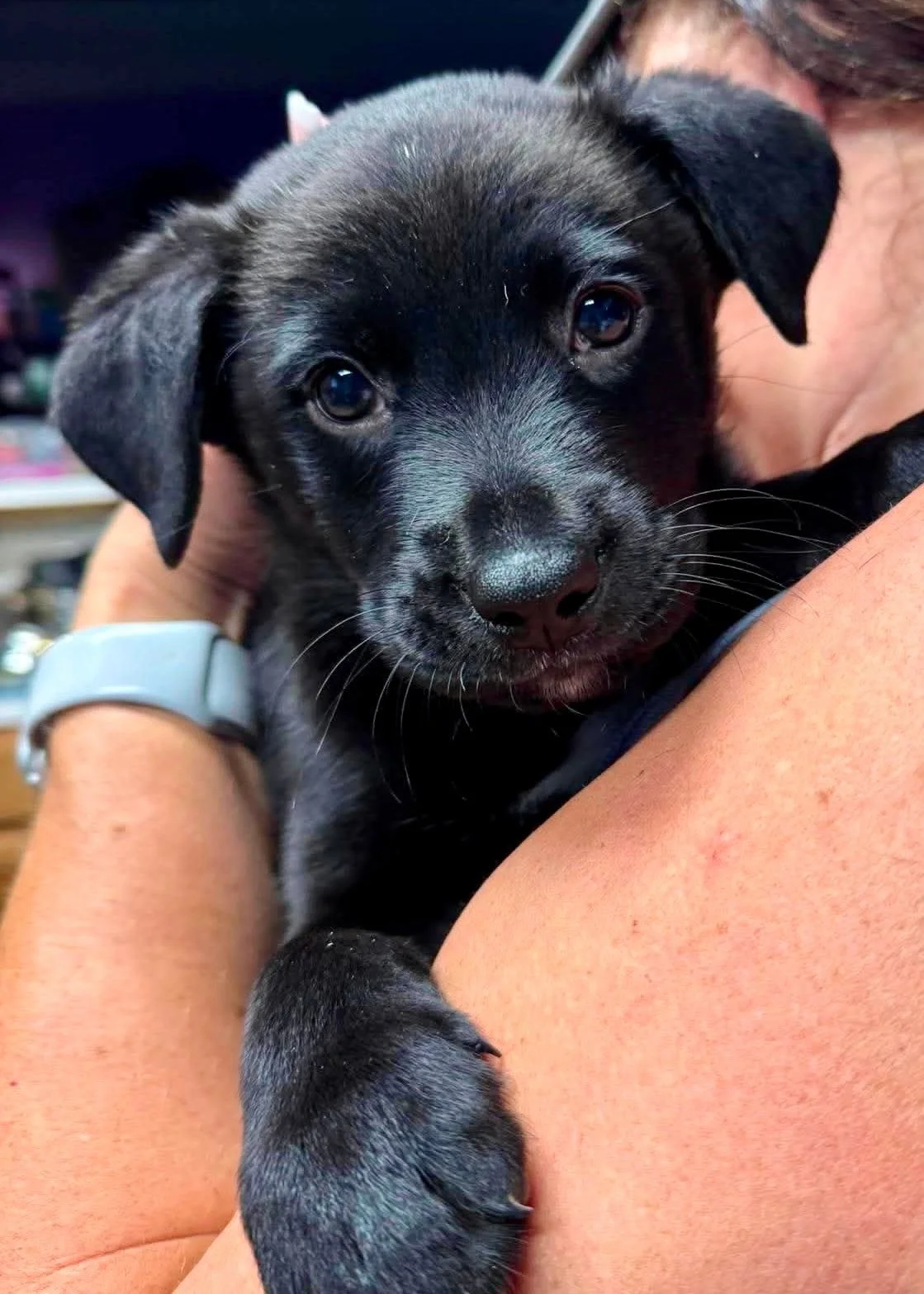 notorious-dog-rescue-jasper-01.jpg