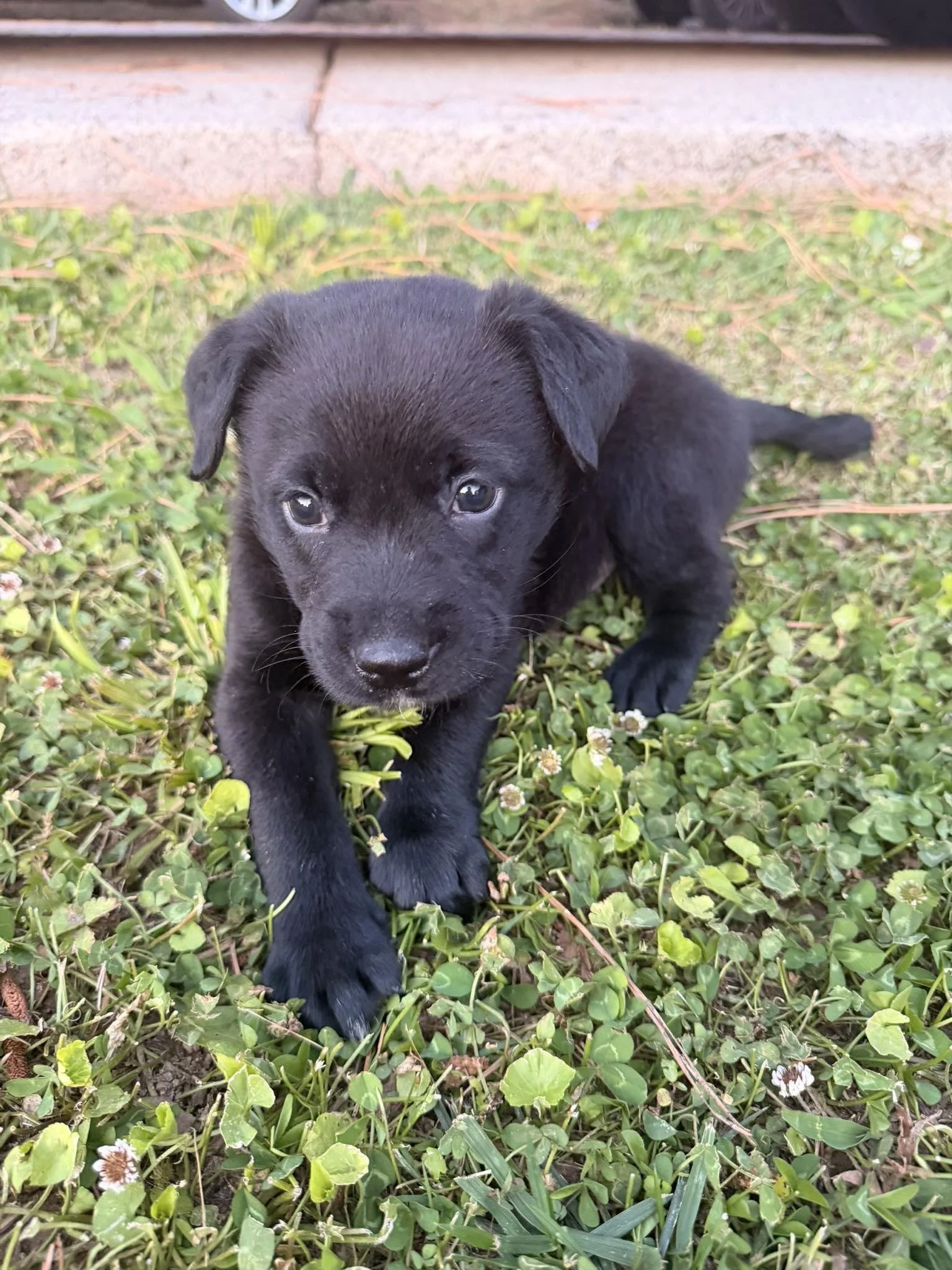 notorious-dog-rescue-jasper-02.jpg