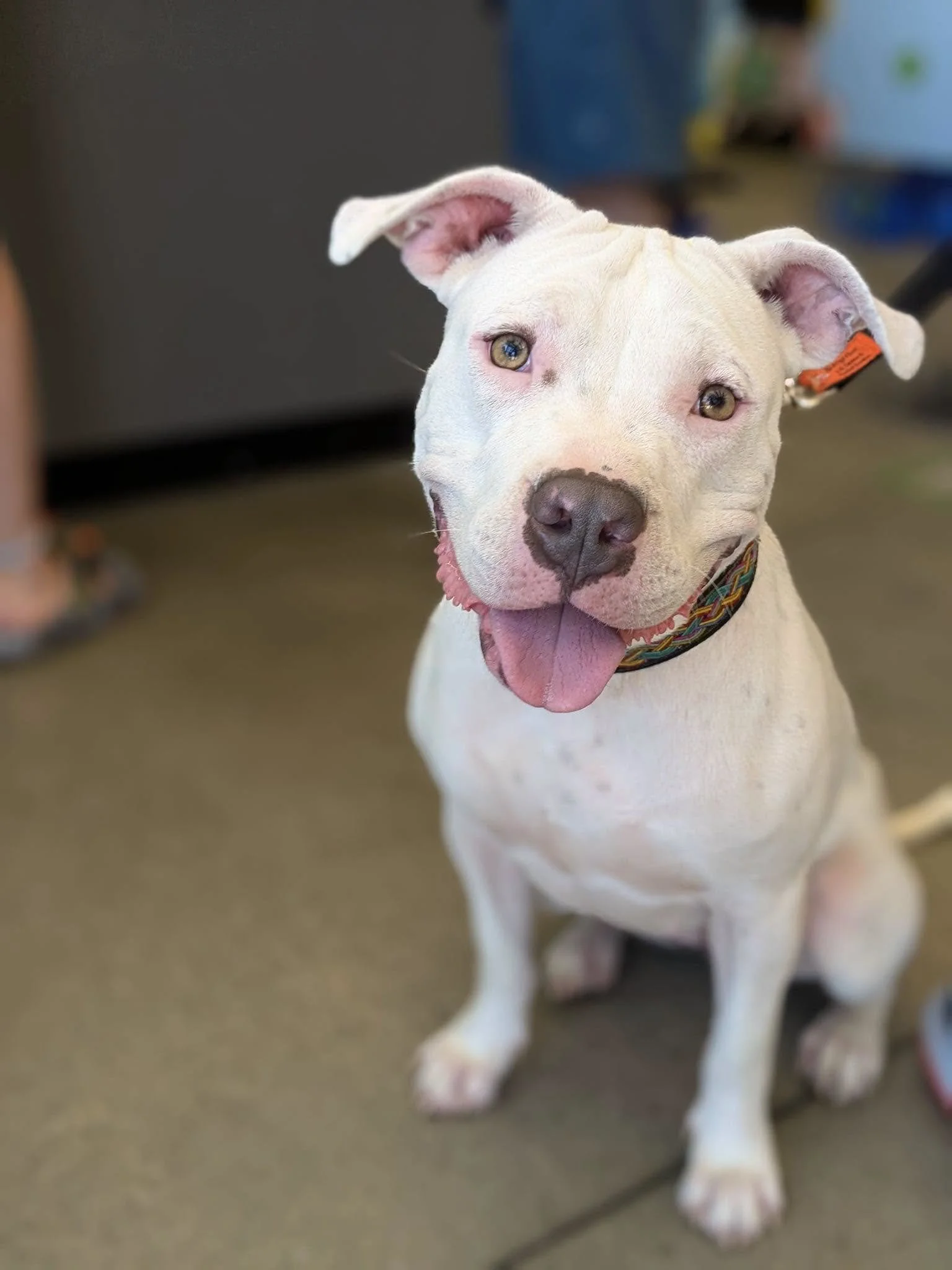 notorious-dog-rescue-marilyn-01.jpeg