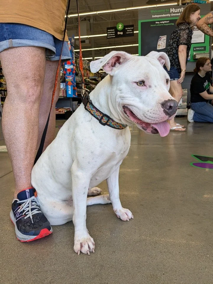 notorious-dog-rescue-marilyn-03.jpg