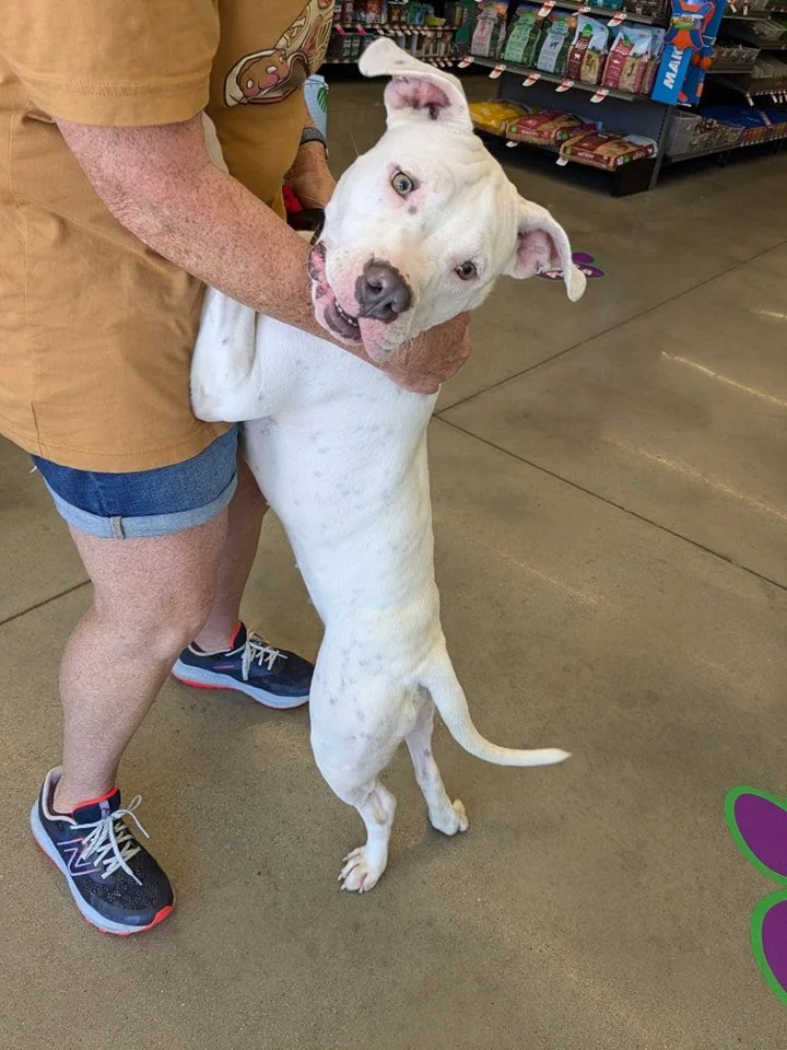 notorious-dog-rescue-marilyn-04.jpg