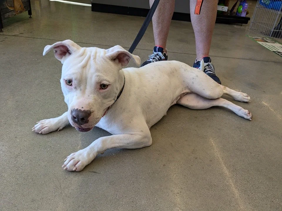 notorious-dog-rescue-marilyn-05.jpg