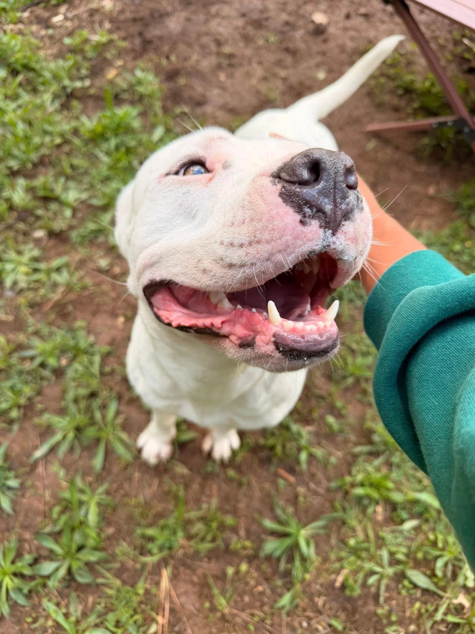 notorious-dog-rescue-marilyn-07.jpg