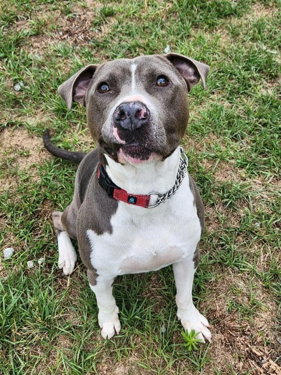 notorious-dog-rescue-prince-01.jpg