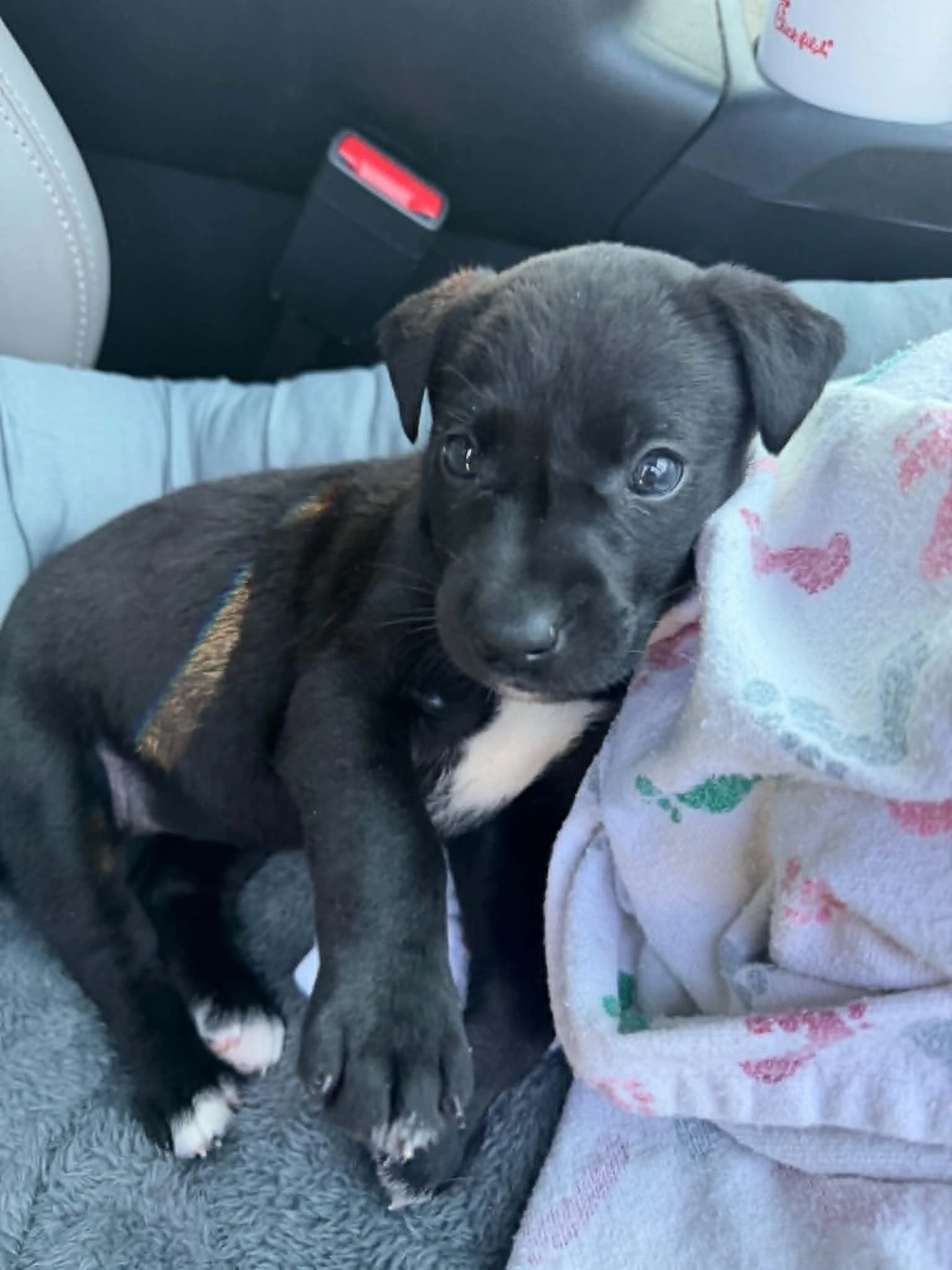 notorious-dog-rescue-stevie-02.jpg