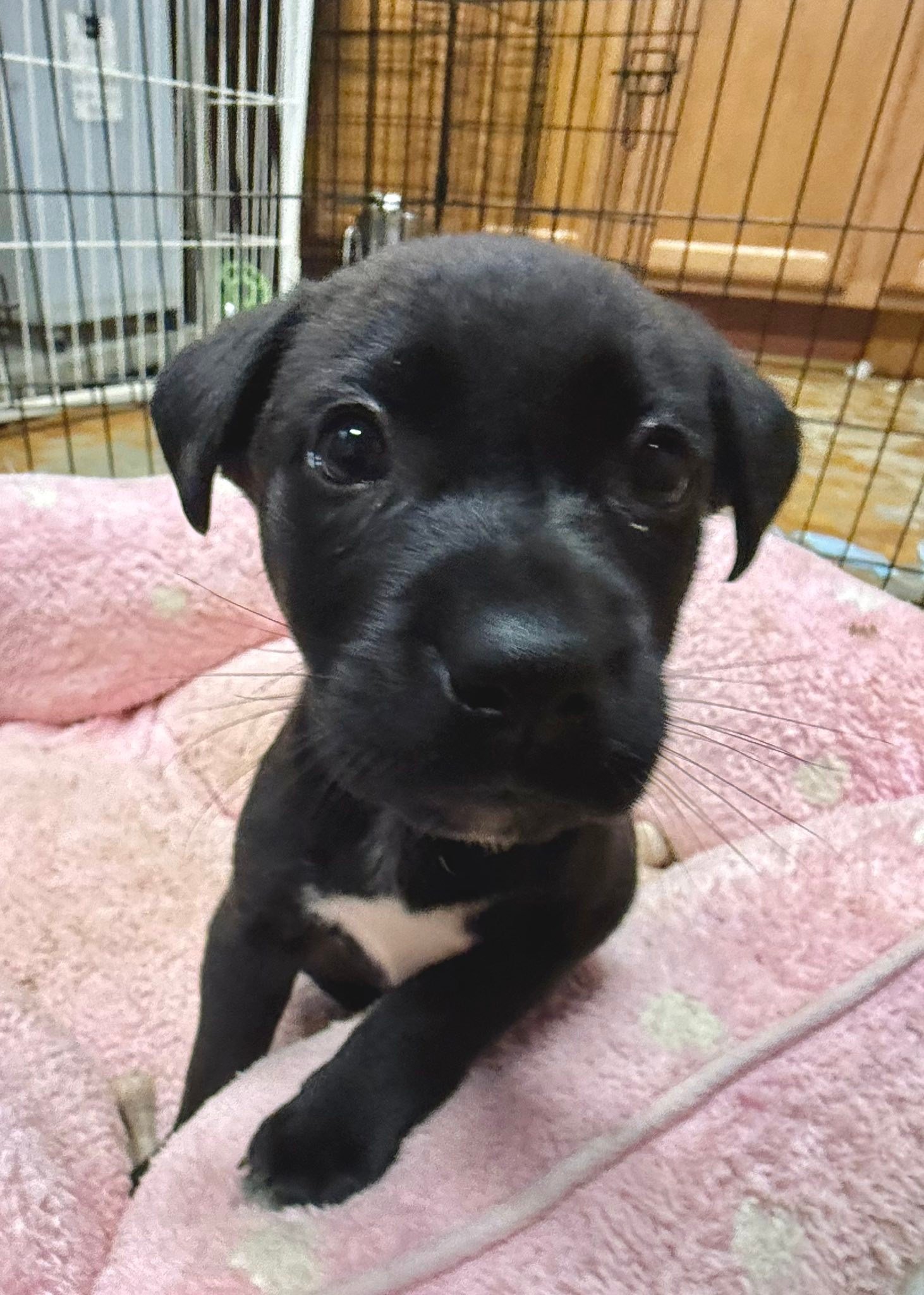 notorious-dog-rescue-stevie-01.jpg