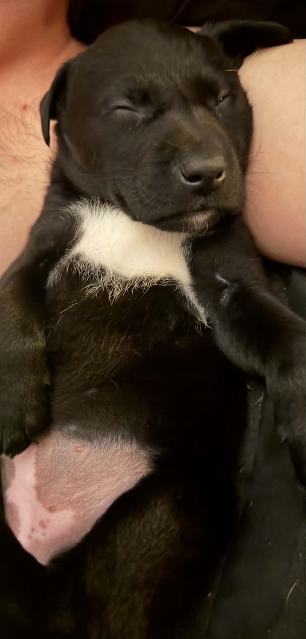 notorious-dog-rescue-stevie-03.jpg