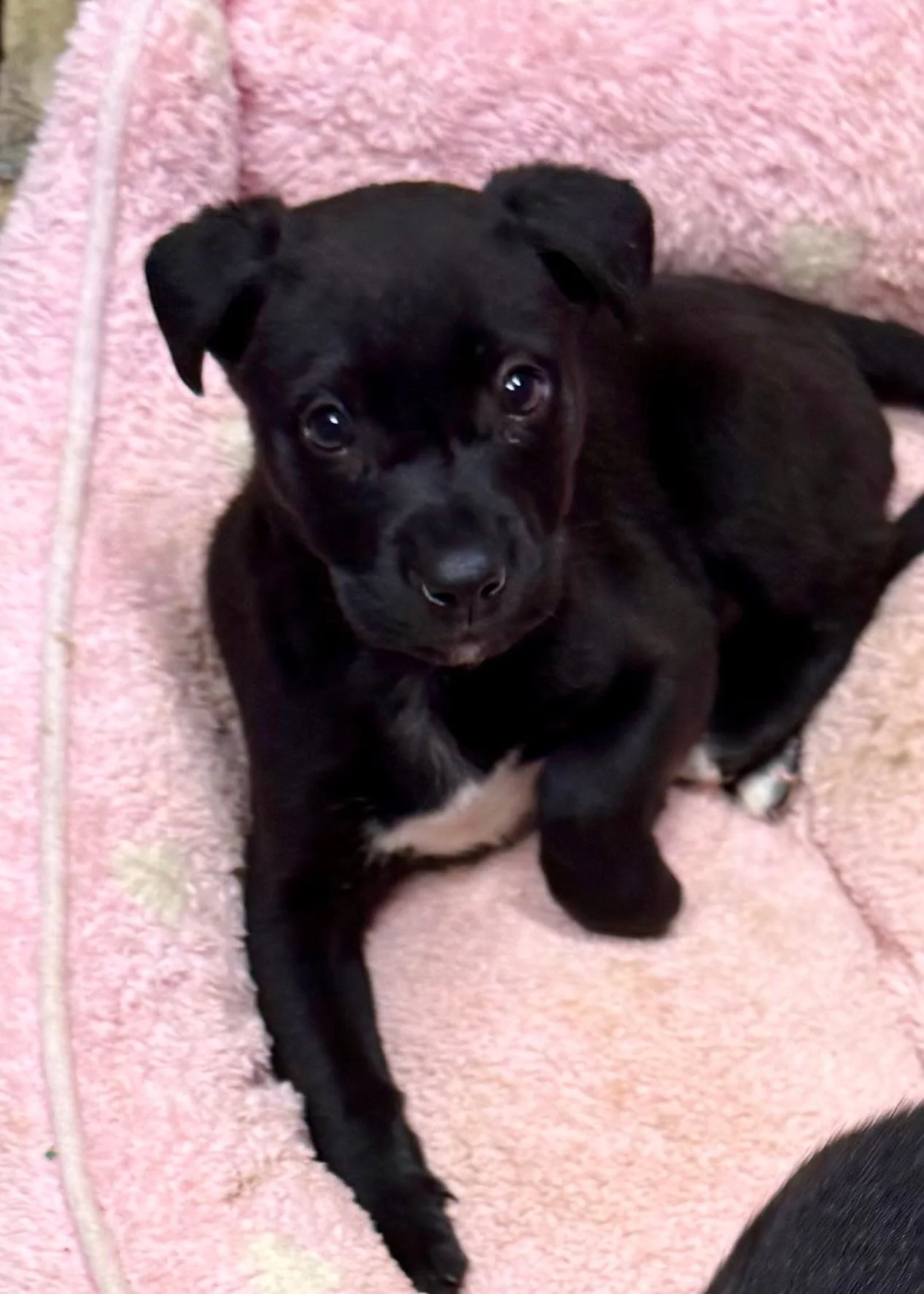 notorious-dog-rescue-stevie-04.jpg