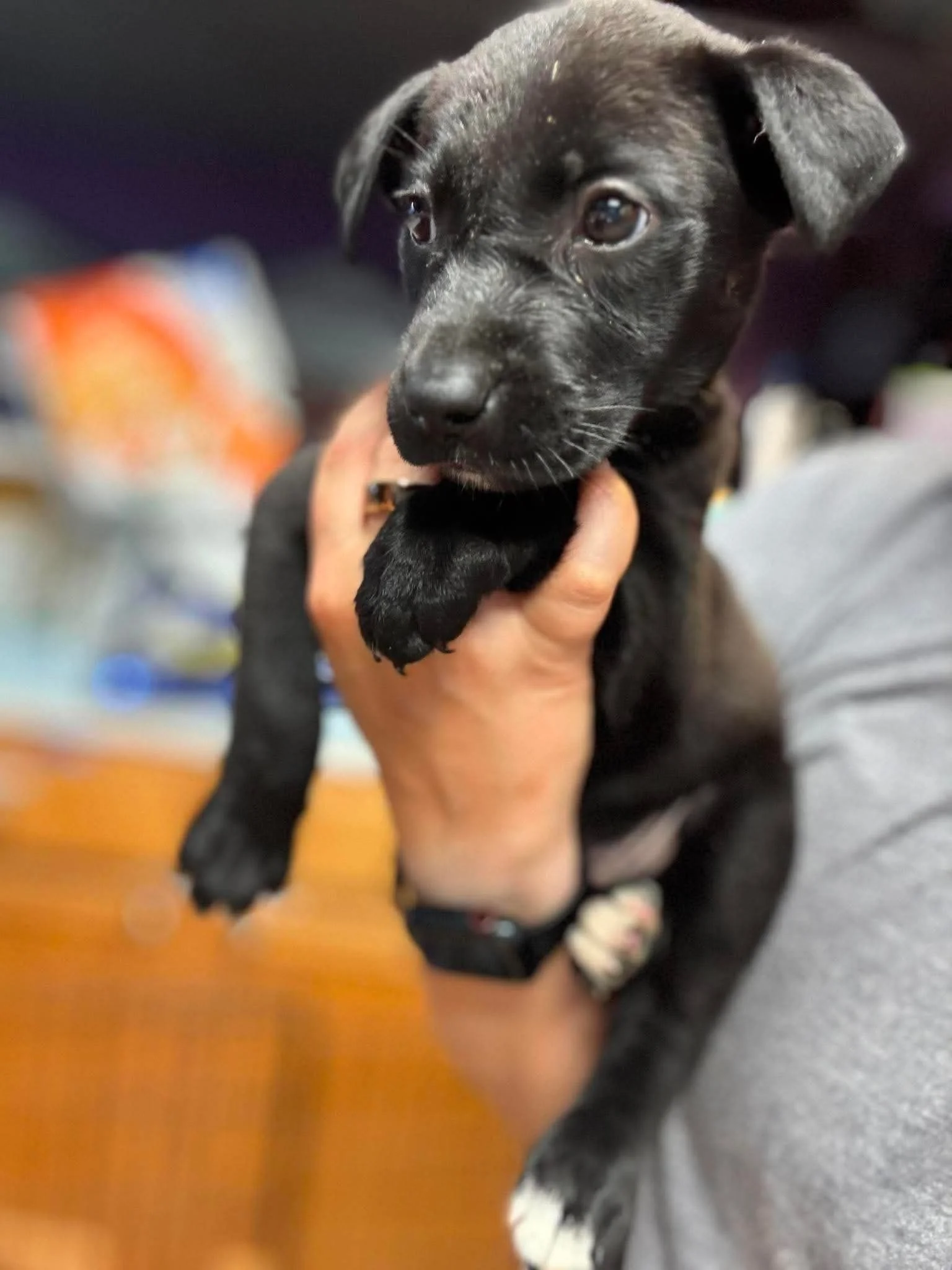 notorious-dog-rescue-stevie-06.jpg