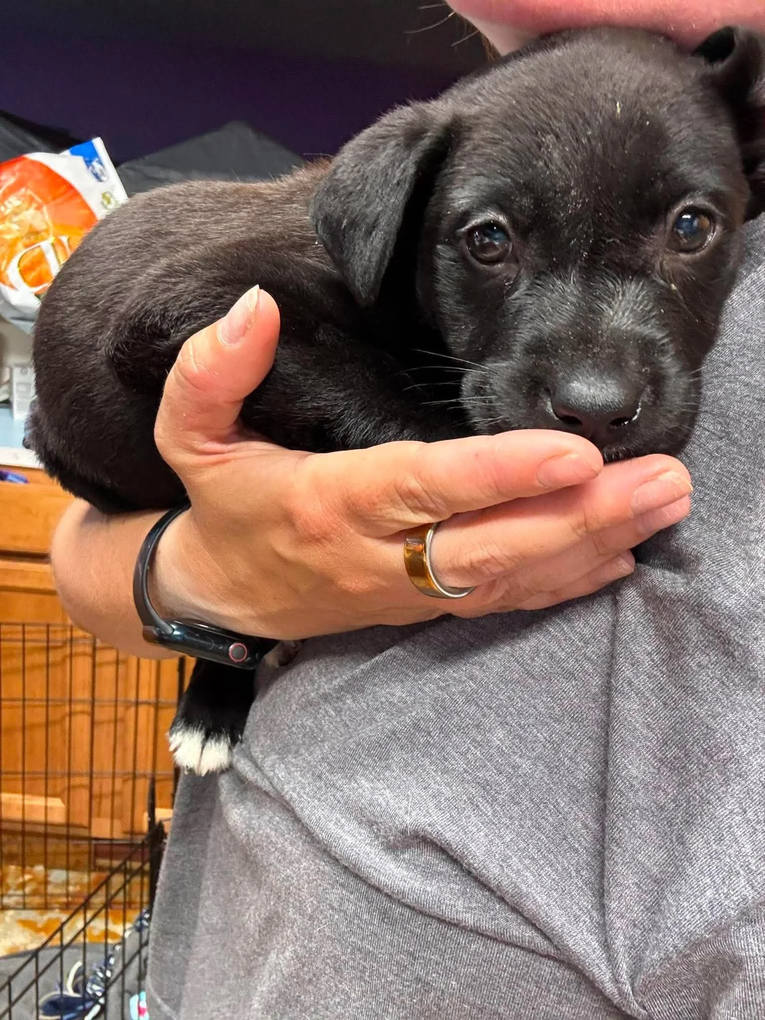 notorious-dog-rescue-stevie-05.jpg