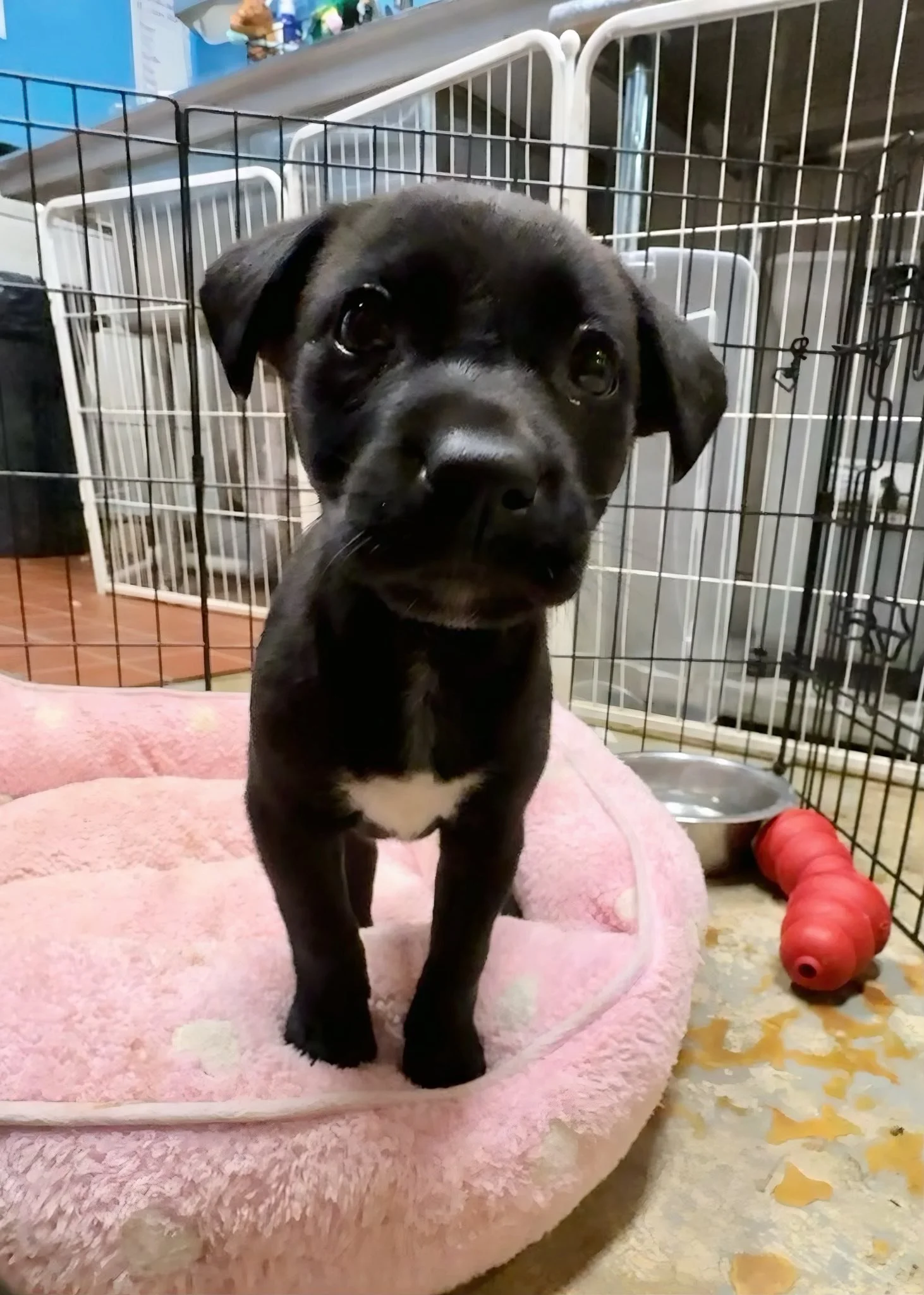 notorious-dog-rescue-stevie-07.jpg