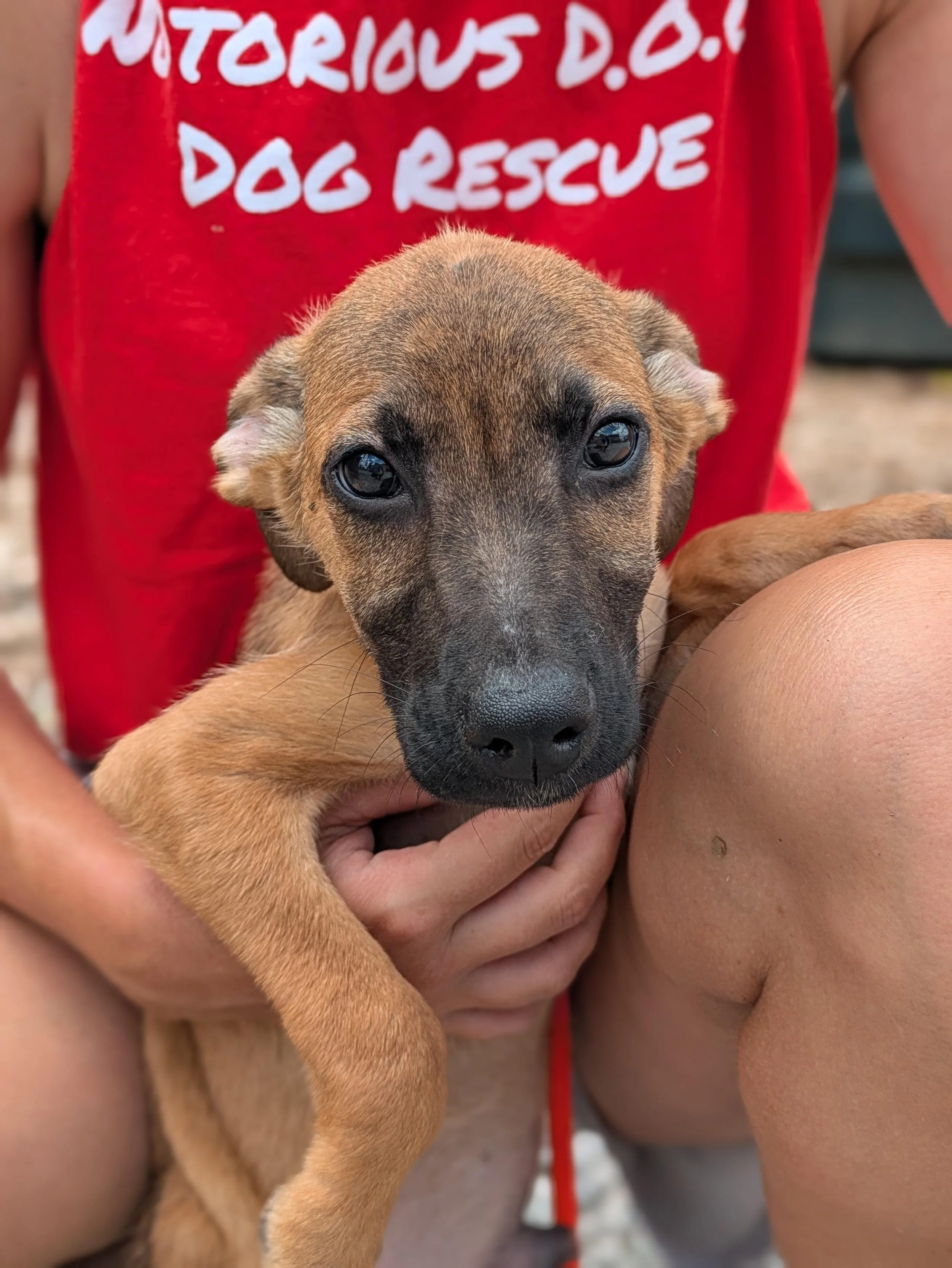notorious-dog-rescue-watson-01.jpg