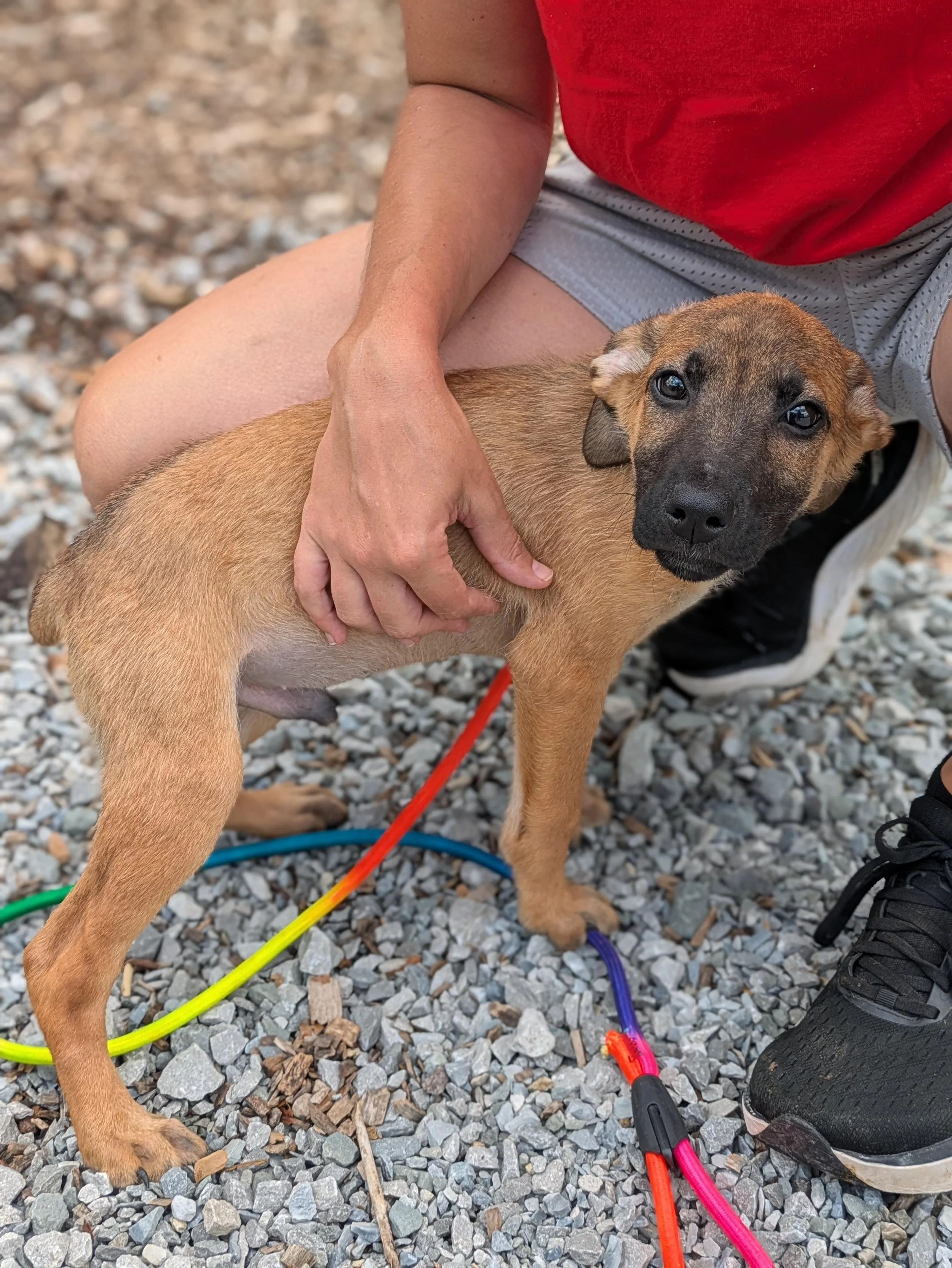 notorious-dog-rescue-watson-02.jpg