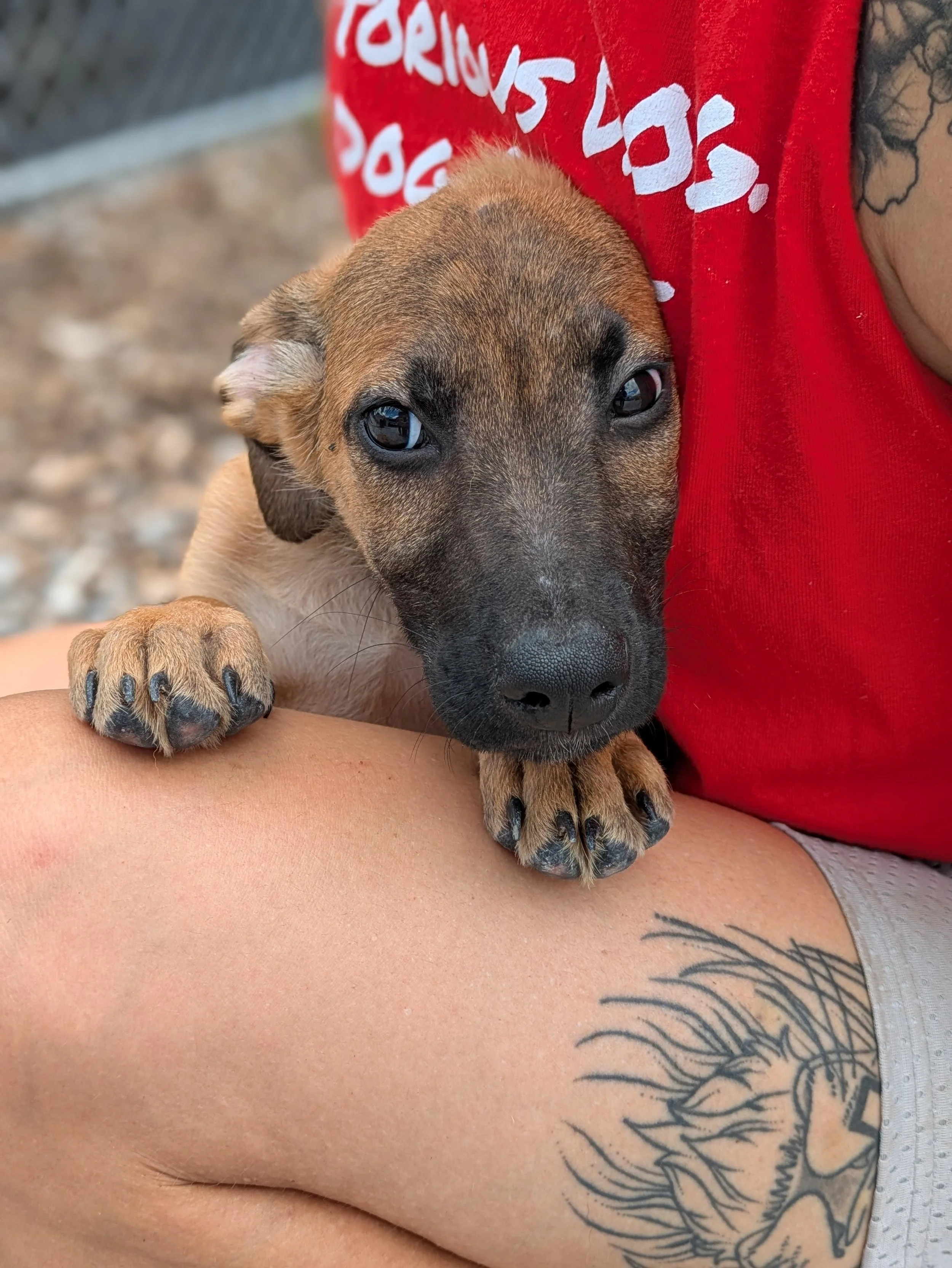 notorious-dog-rescue-watson-03.jpg