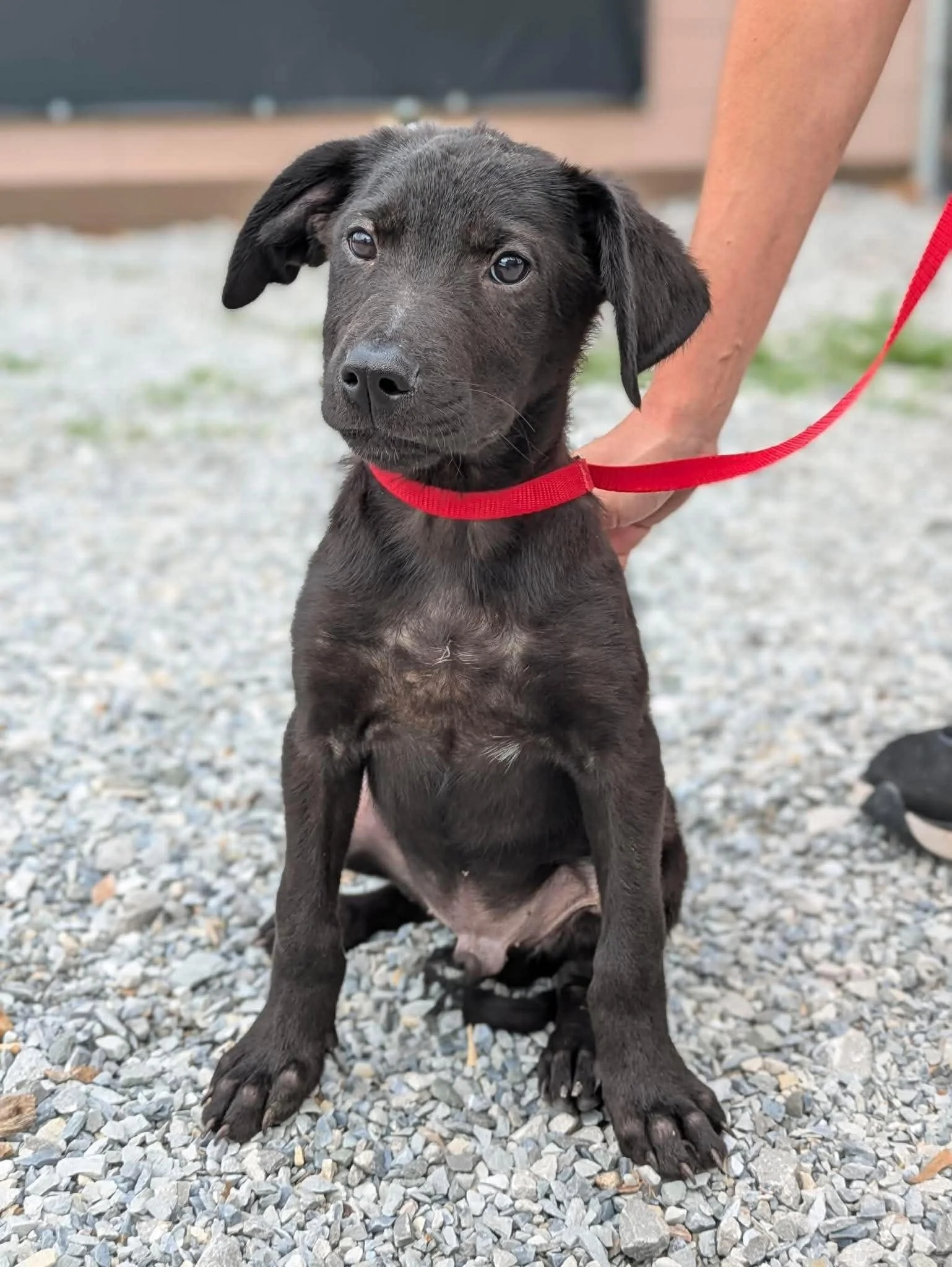 notorious-dog-rescue-webster-02.jpg