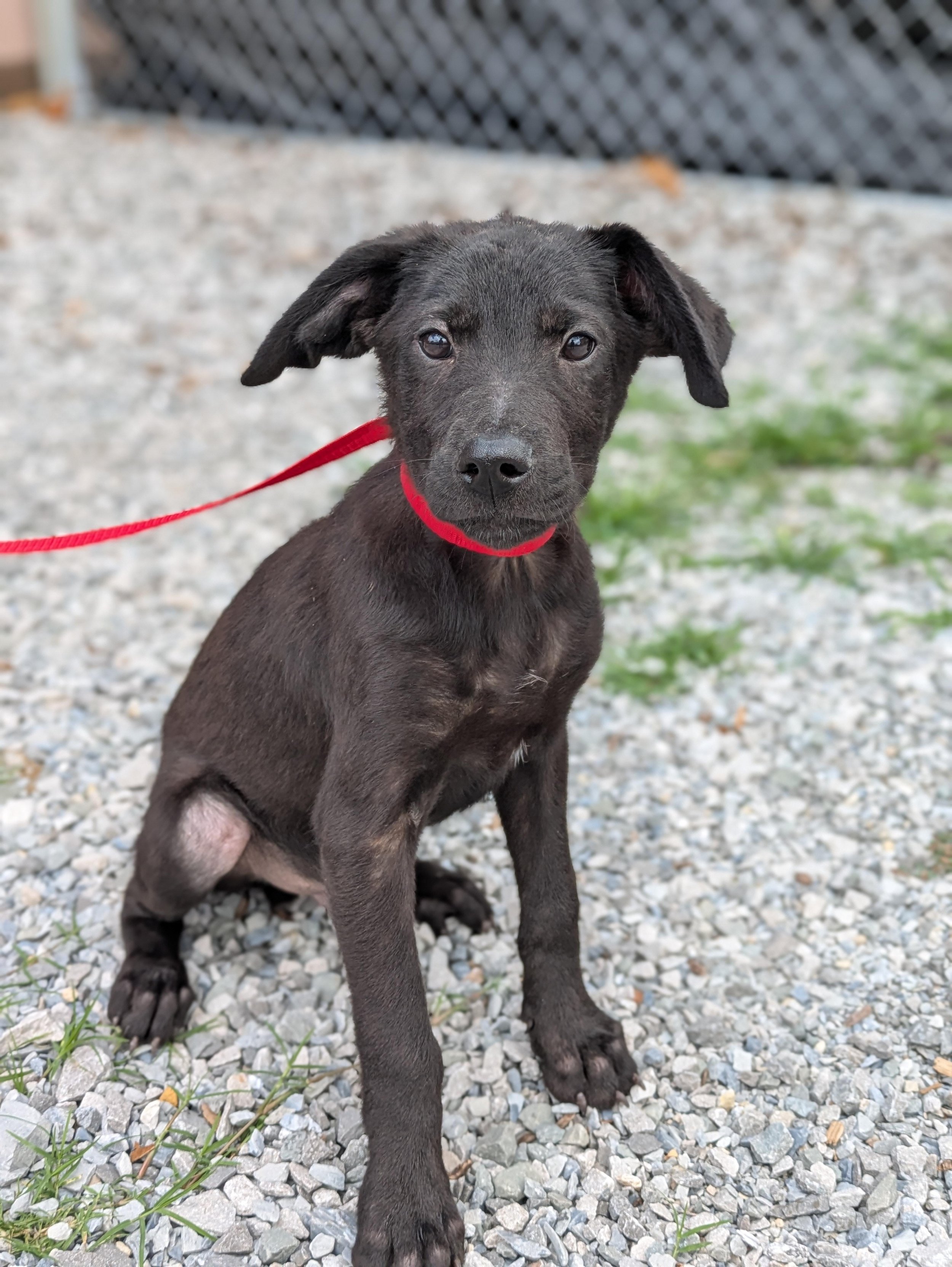 notorious-dog-rescue-webster-01.jpg