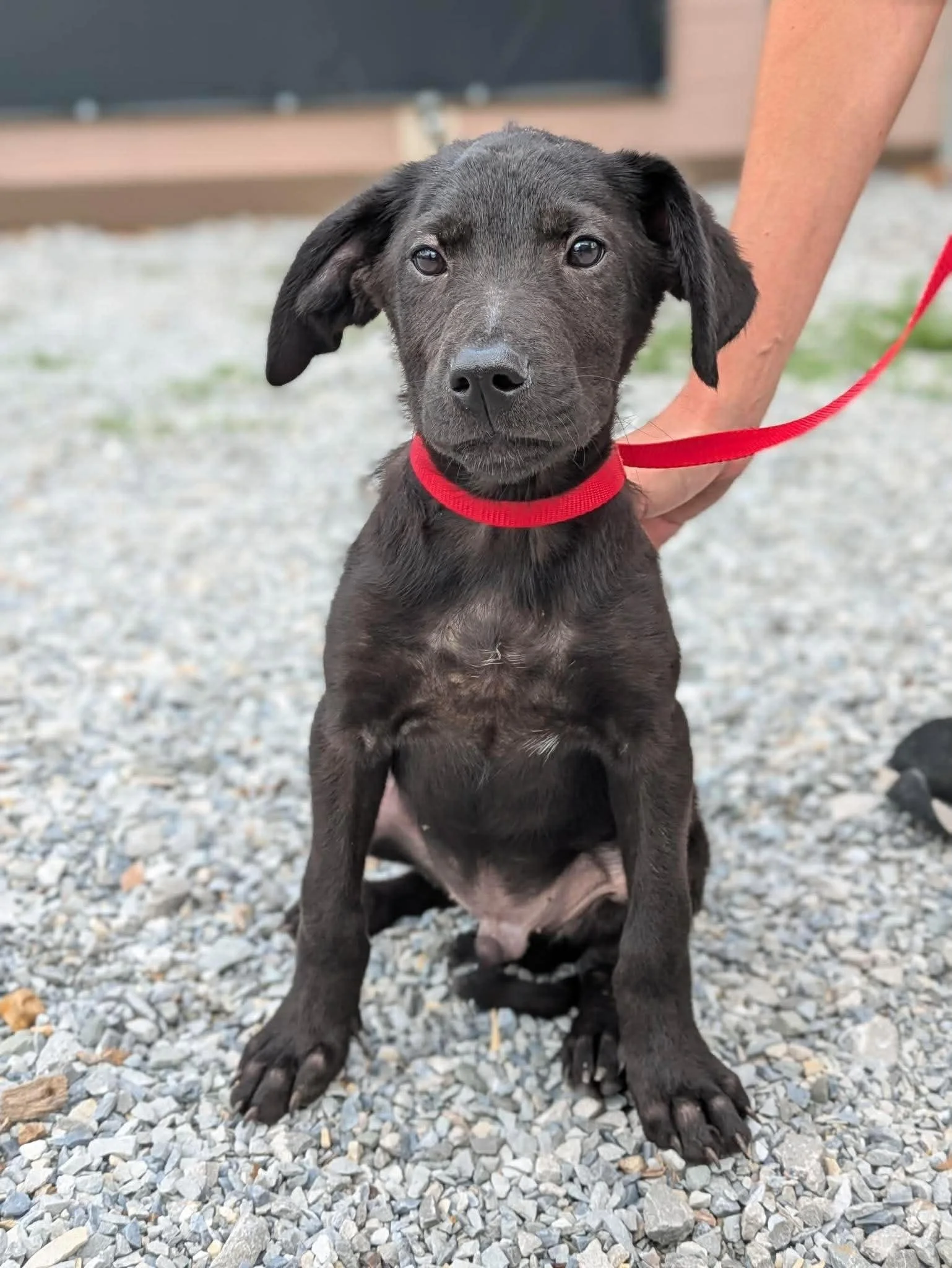 notorious-dog-rescue-webster-03.jpg