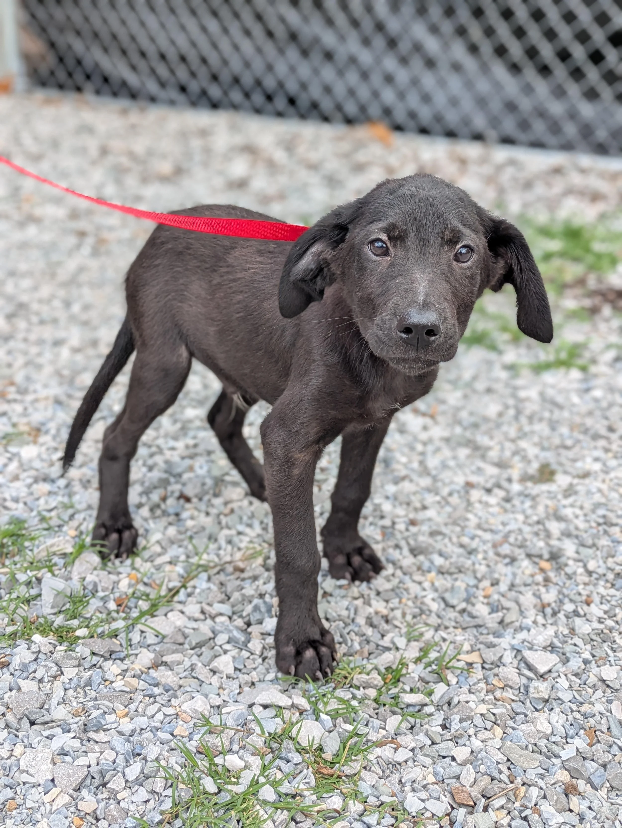 notorious-dog-rescue-webster-04.jpg