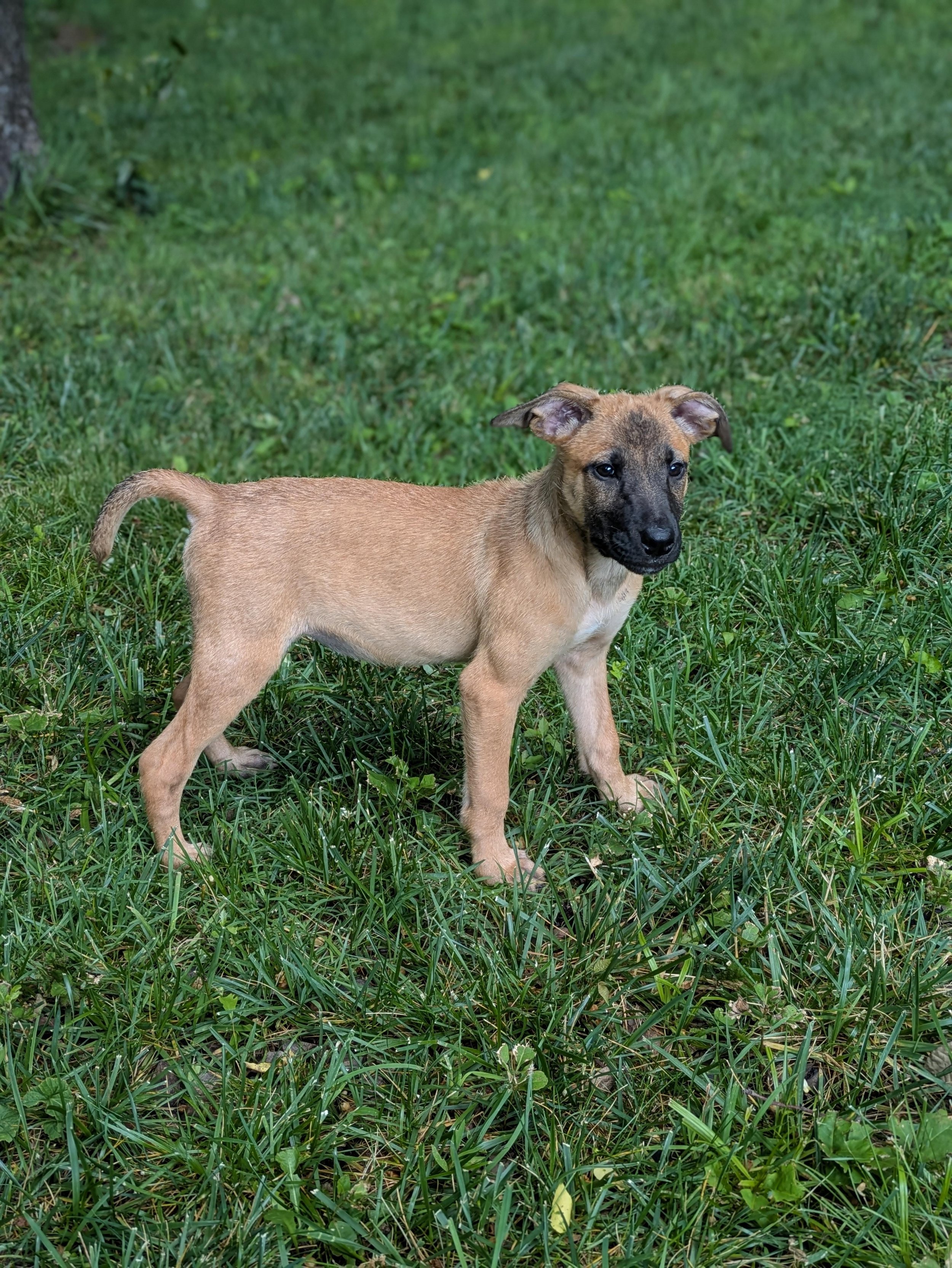 notorious-dog-rescue-whoopi-02.jpg