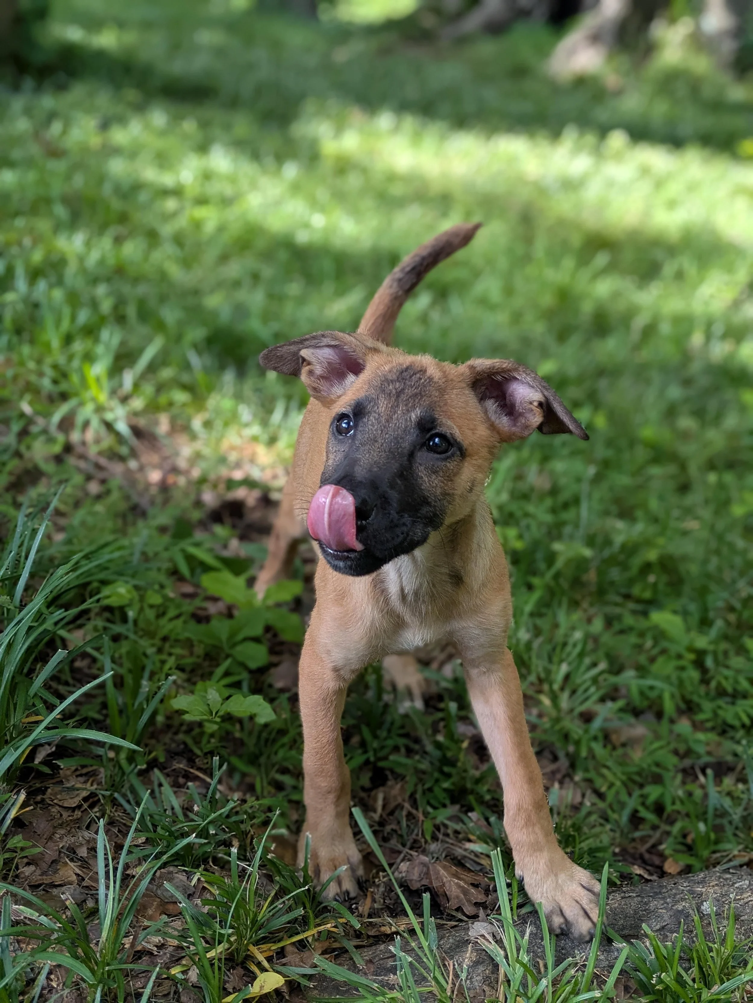 notorious-dog-rescue-whoopi-03.jpg