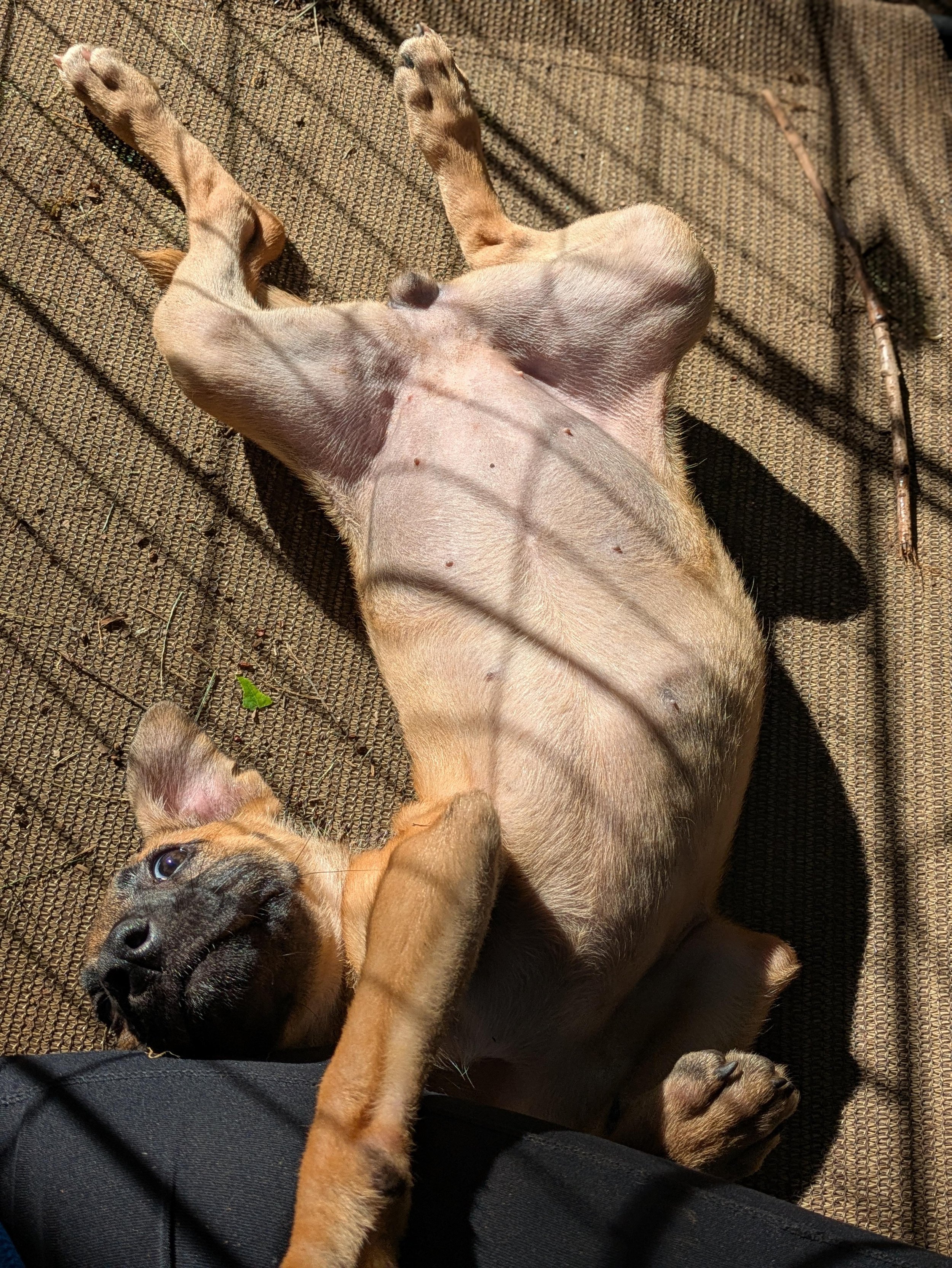 notorious-dog-rescue-whoopi-04.jpg
