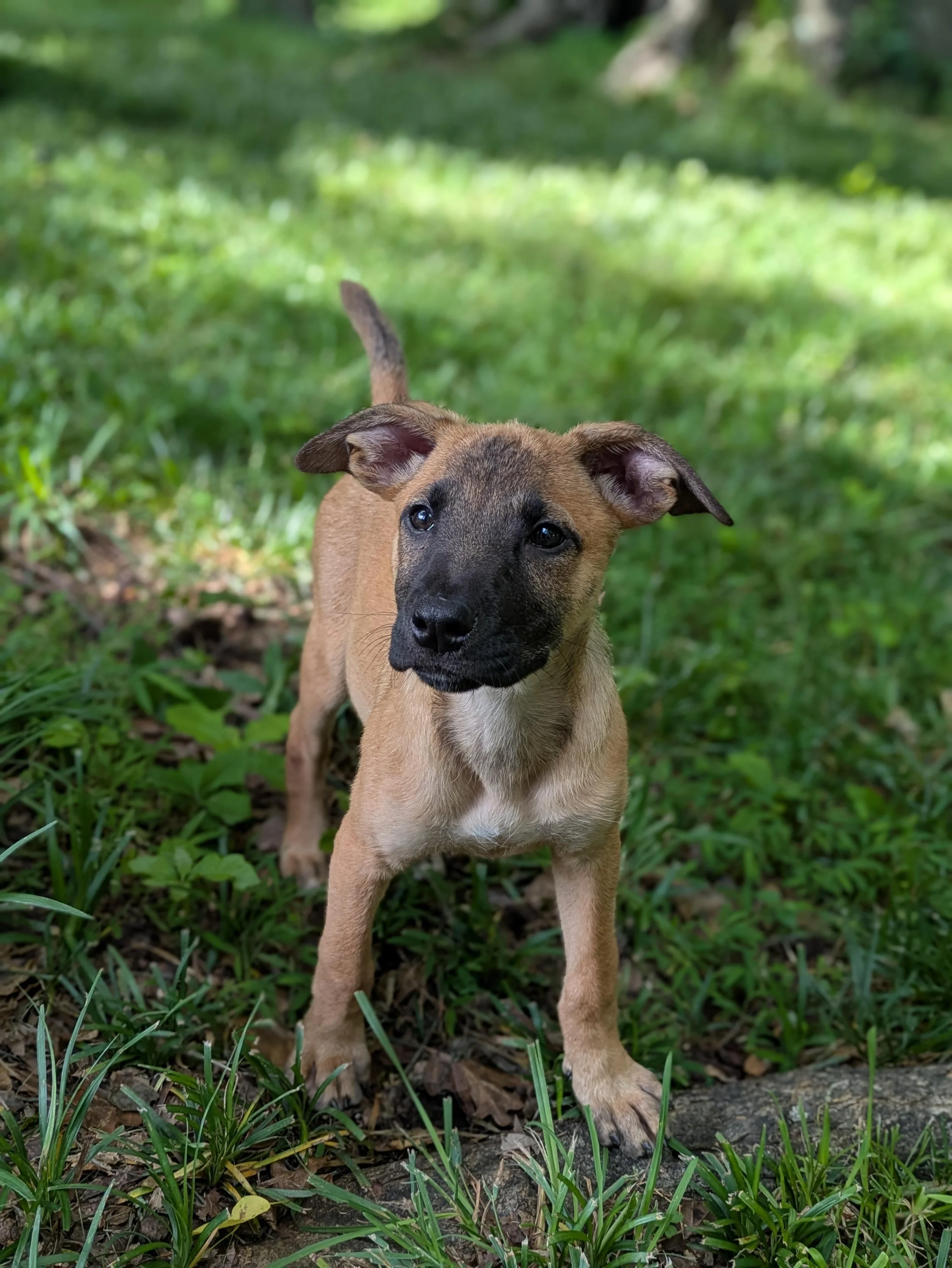 notorious-dog-rescue-whoopi-01.jpg