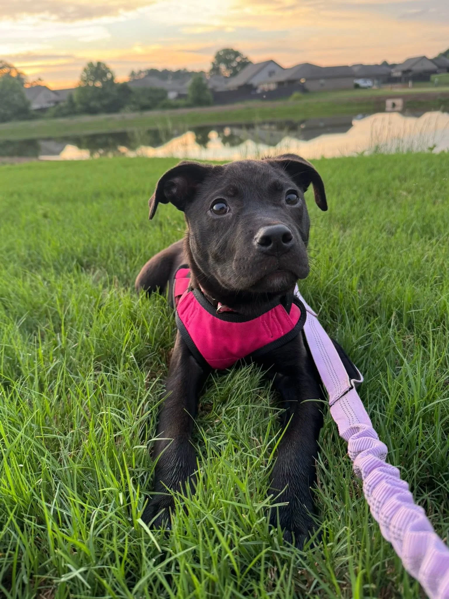notorious-dog-rescue-dahlia-02.png.jpeg