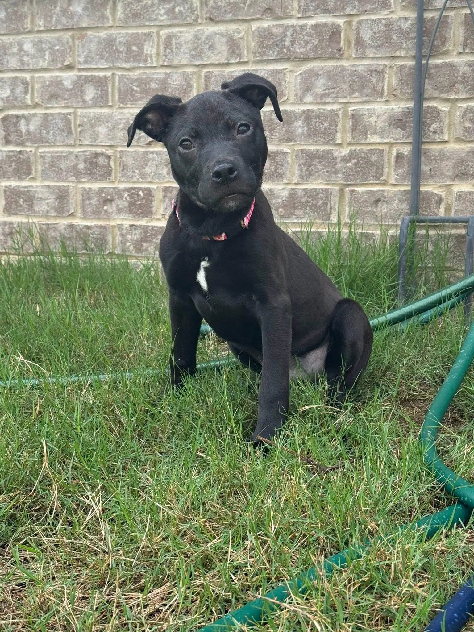 notorious-dog-rescue-dahlia-01.png.jpeg