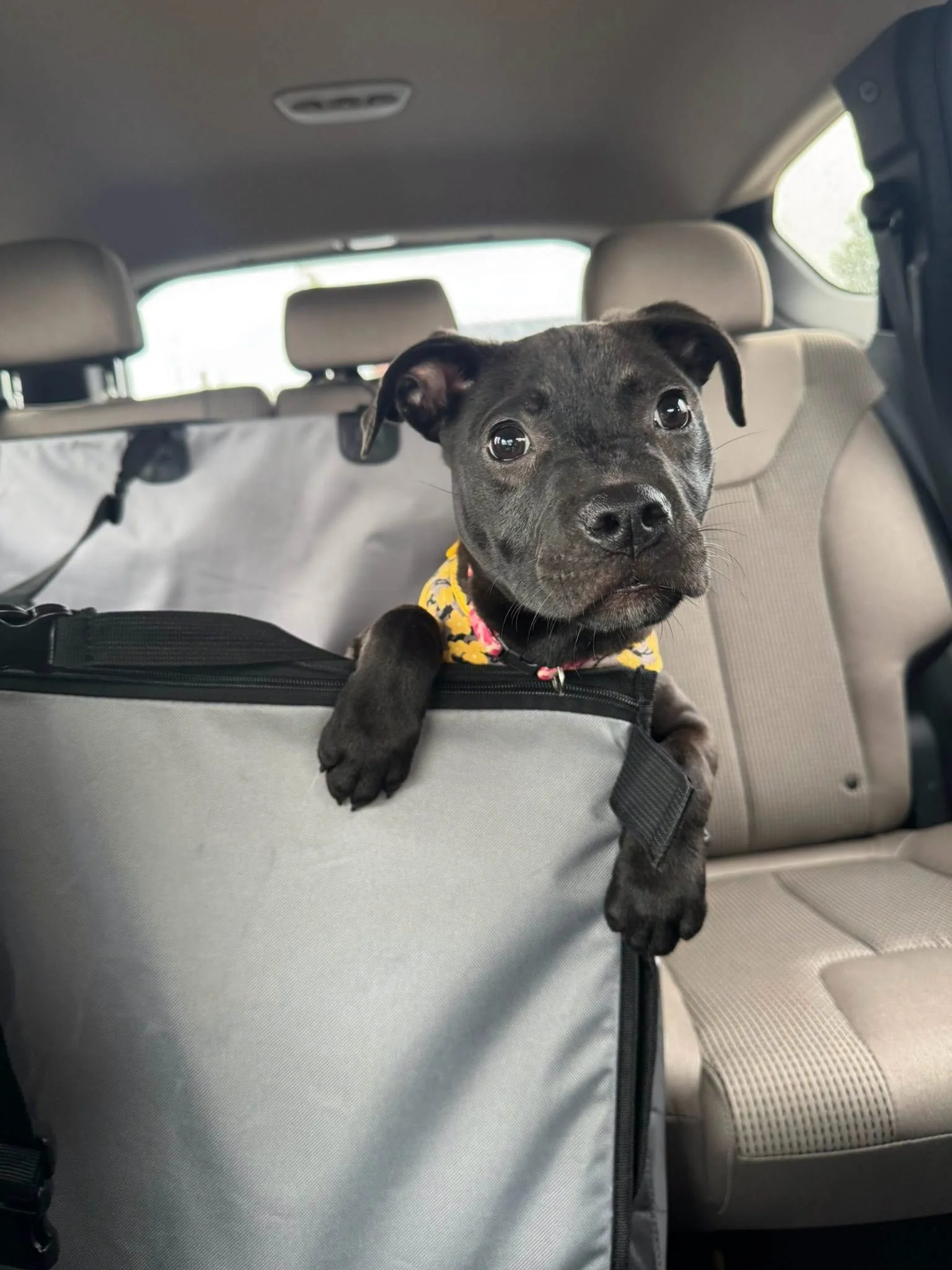notorious-dog-rescue-dahlia-04.png.jpeg