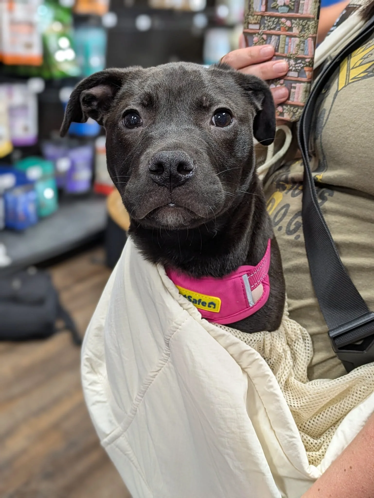notorious-dog-rescue-dahlia-05.png.jpeg