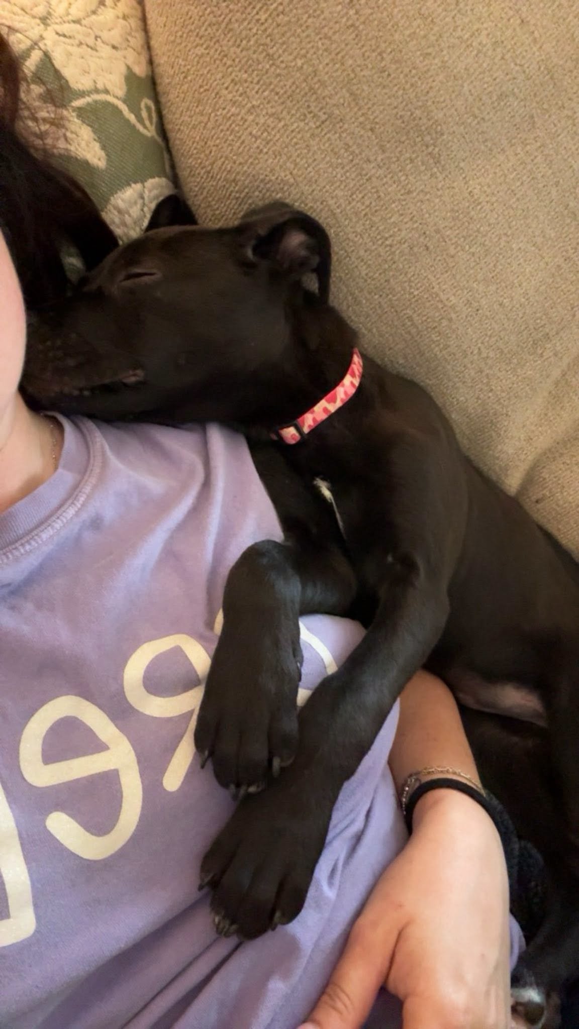 notorious-dog-rescue-dahlia-07.png.jpeg