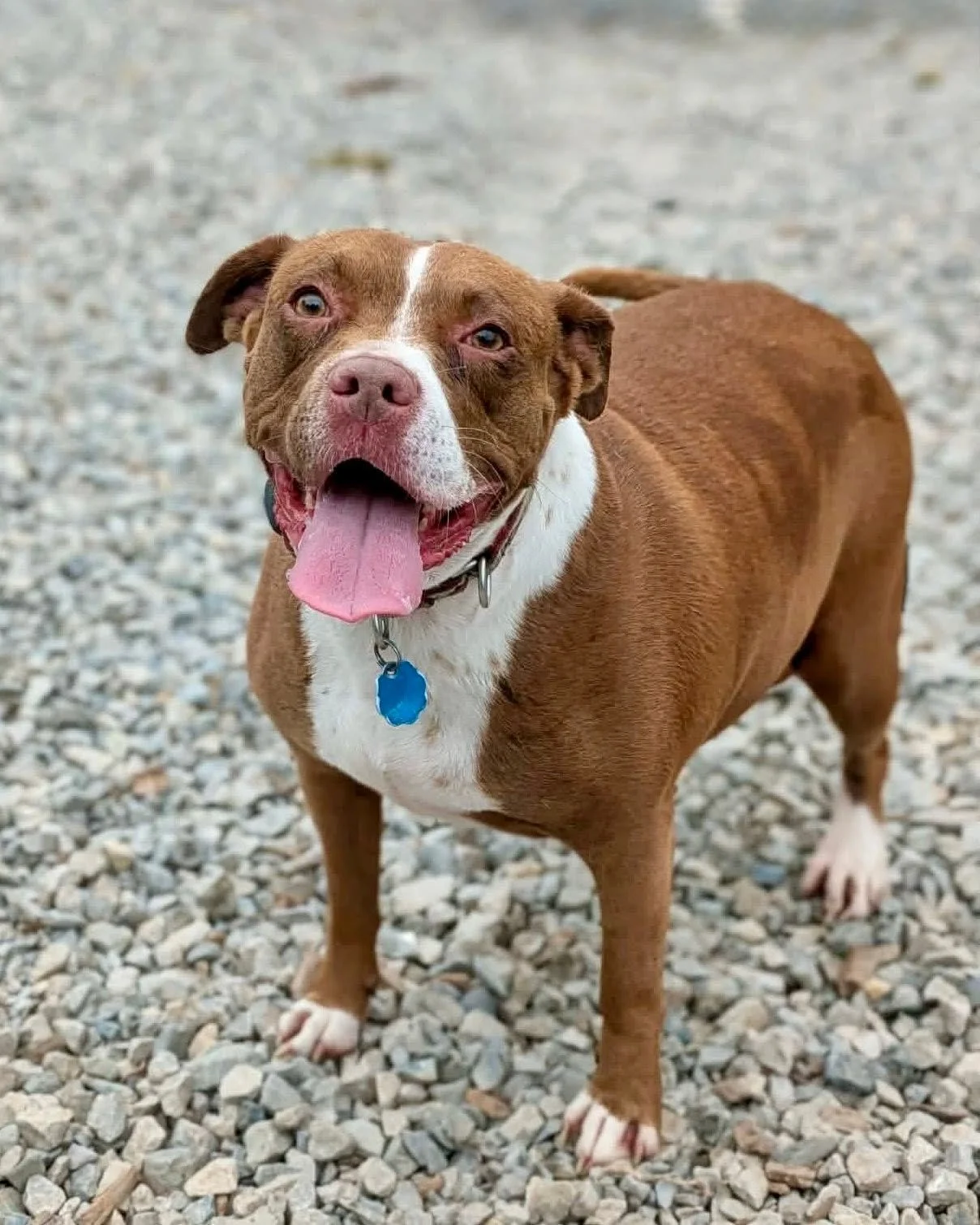 Catrina