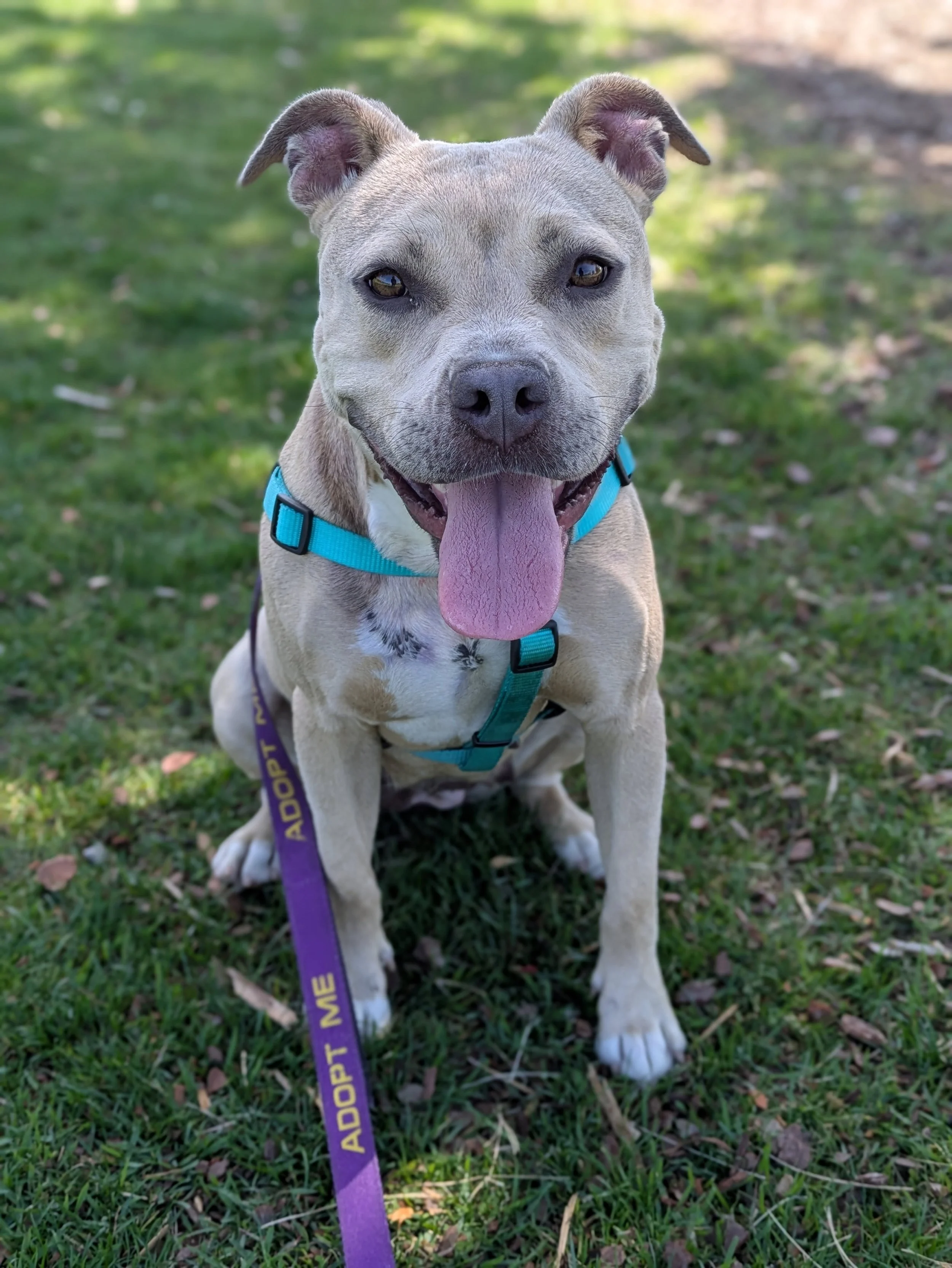 Arya