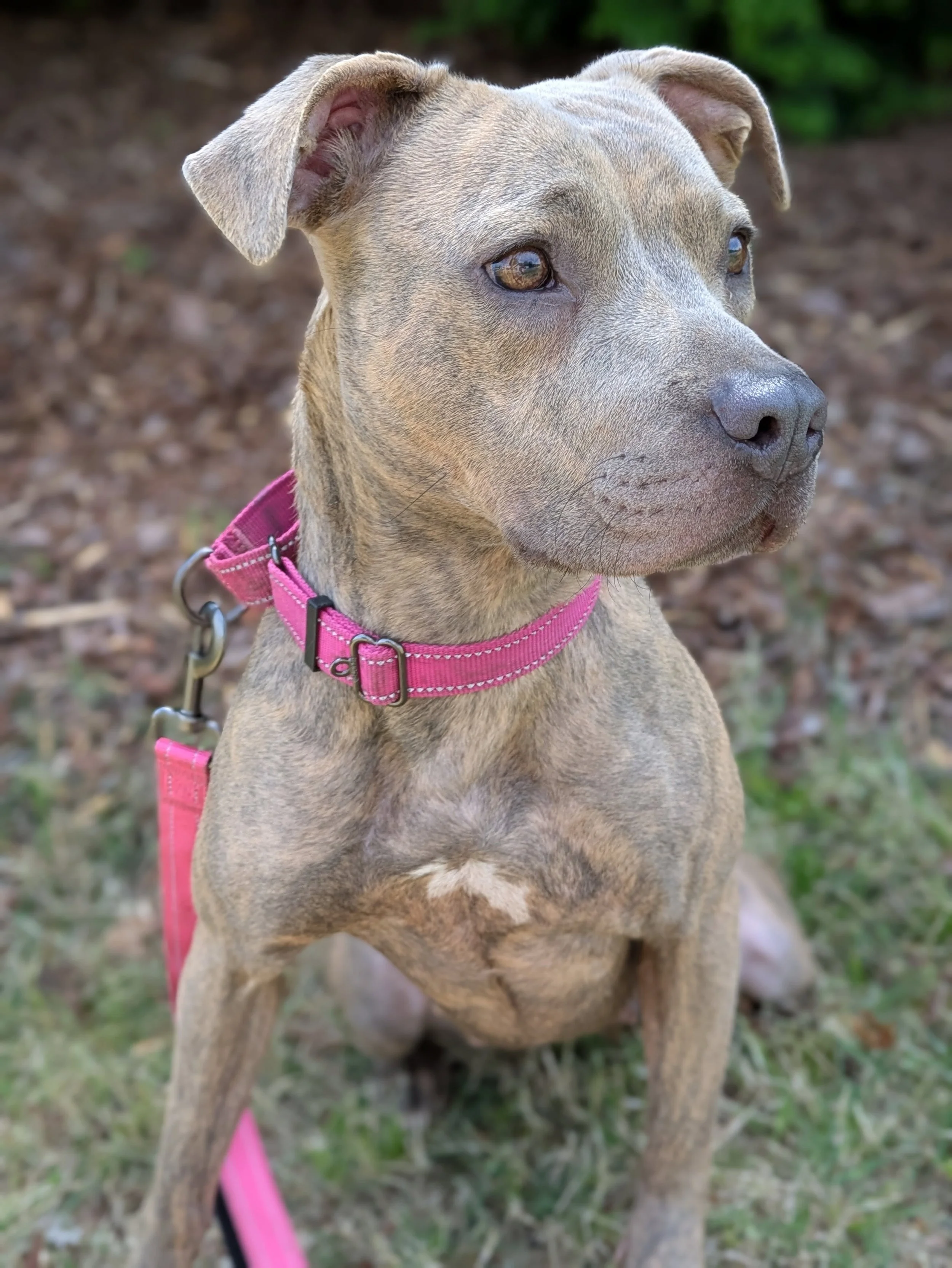 Stella
