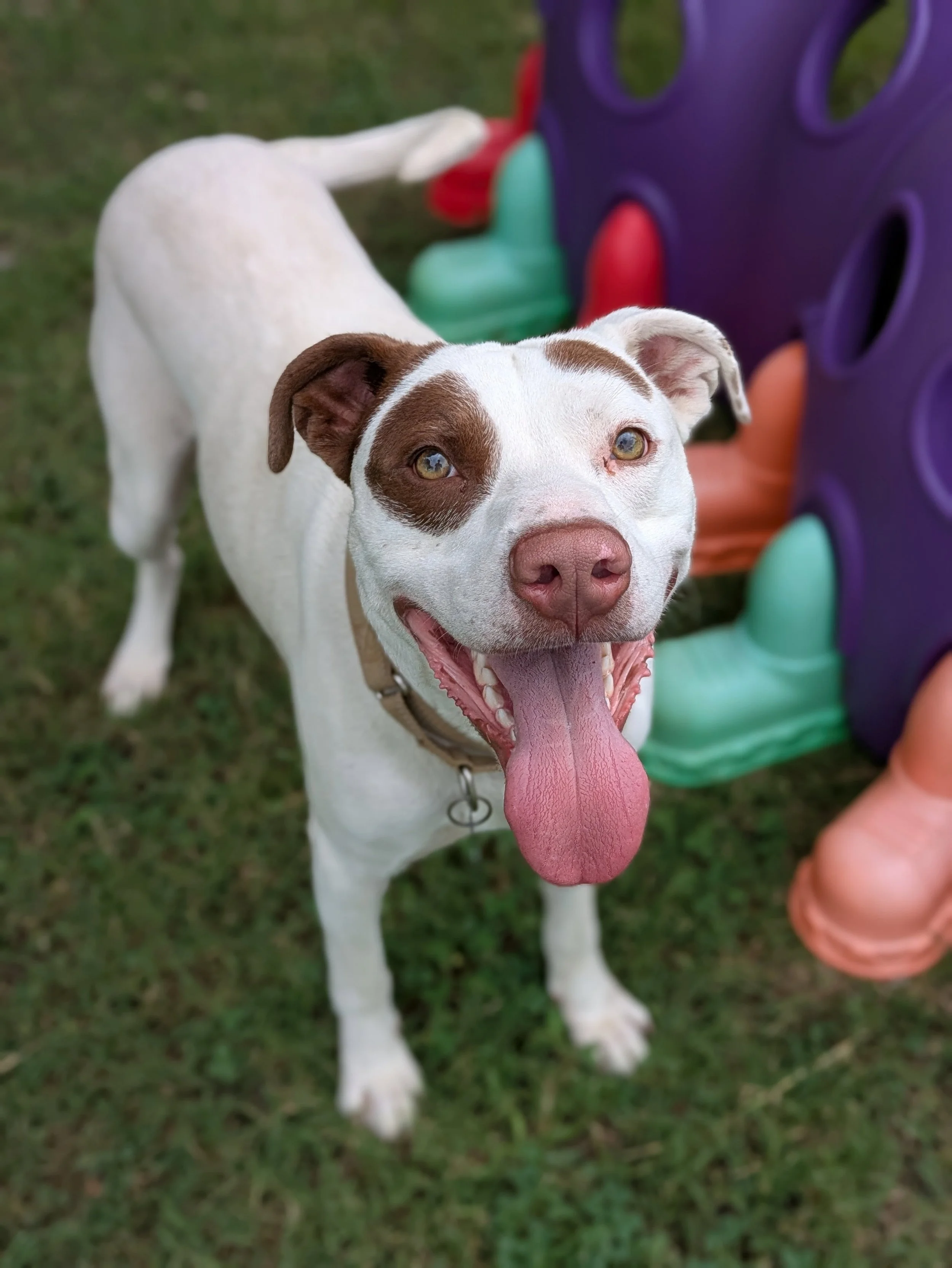 Bo