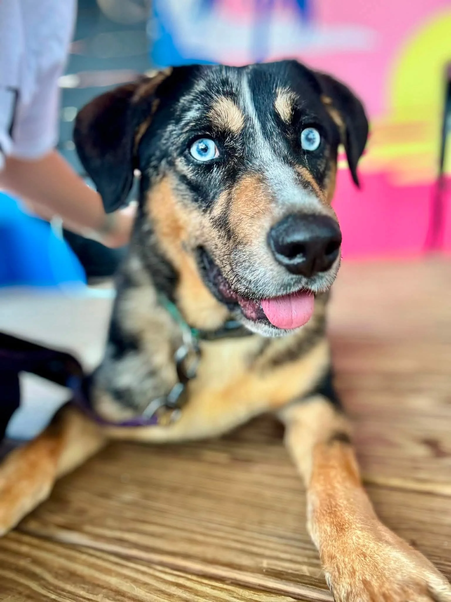 Mowgli
