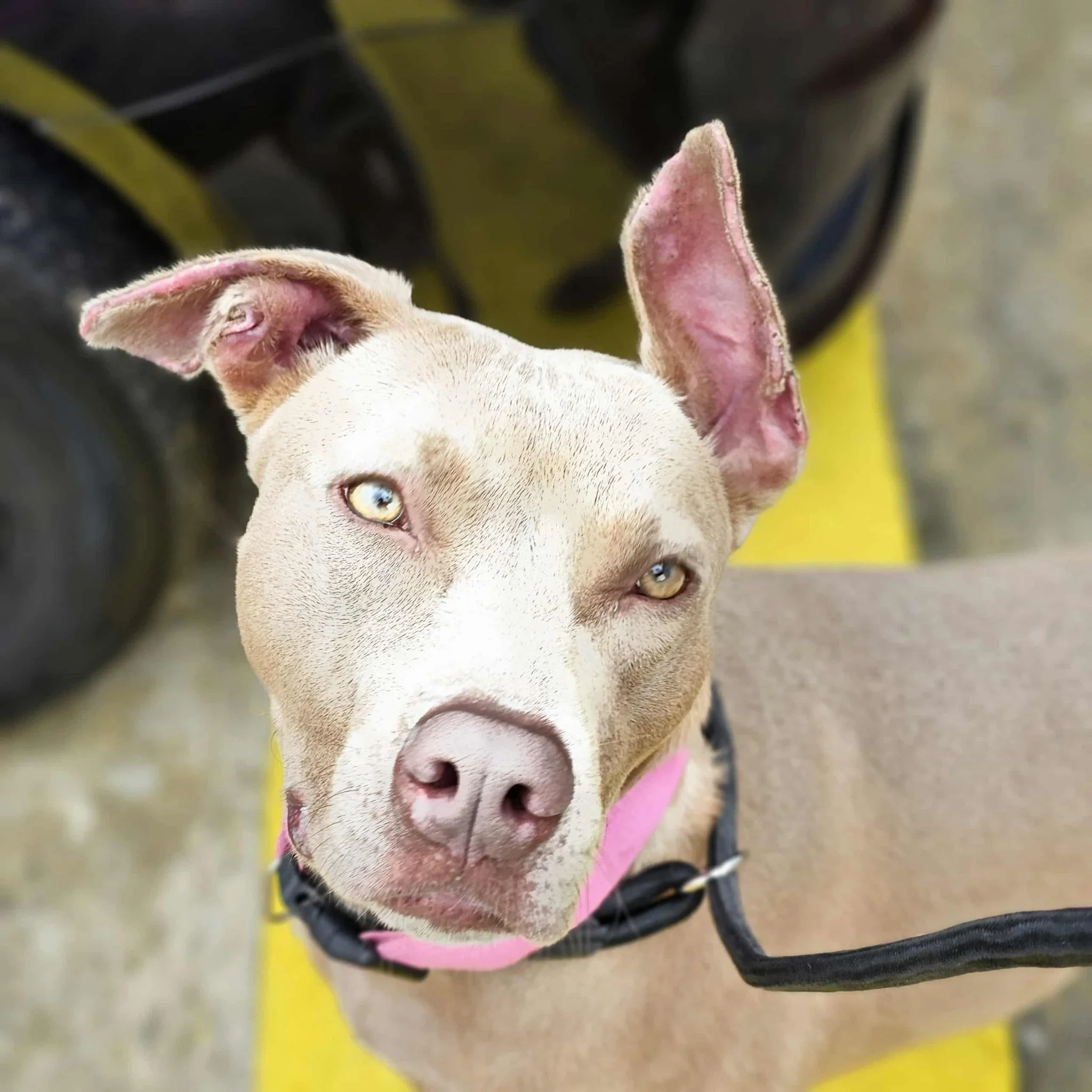 notorious-dog-rescue-hazel-01.jpg