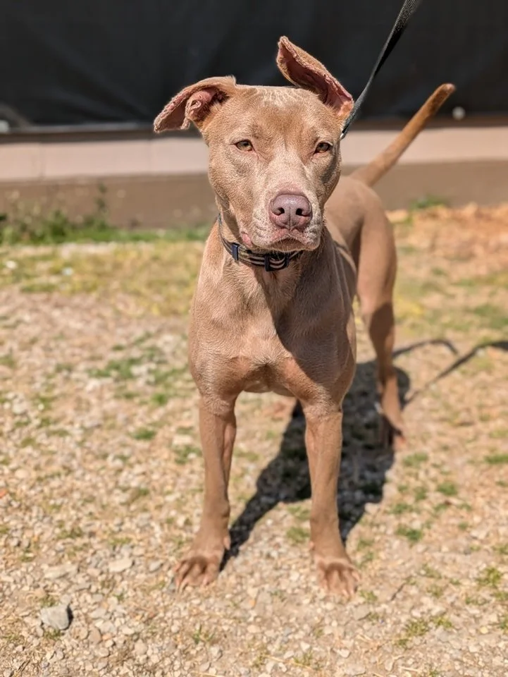 notorious-dog-rescue-hazel-05.jpg