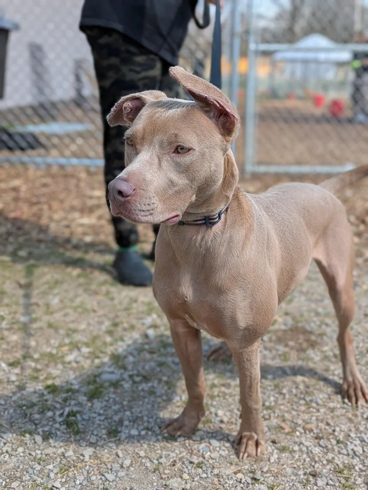 notorious-dog-rescue-hazel-06.jpg