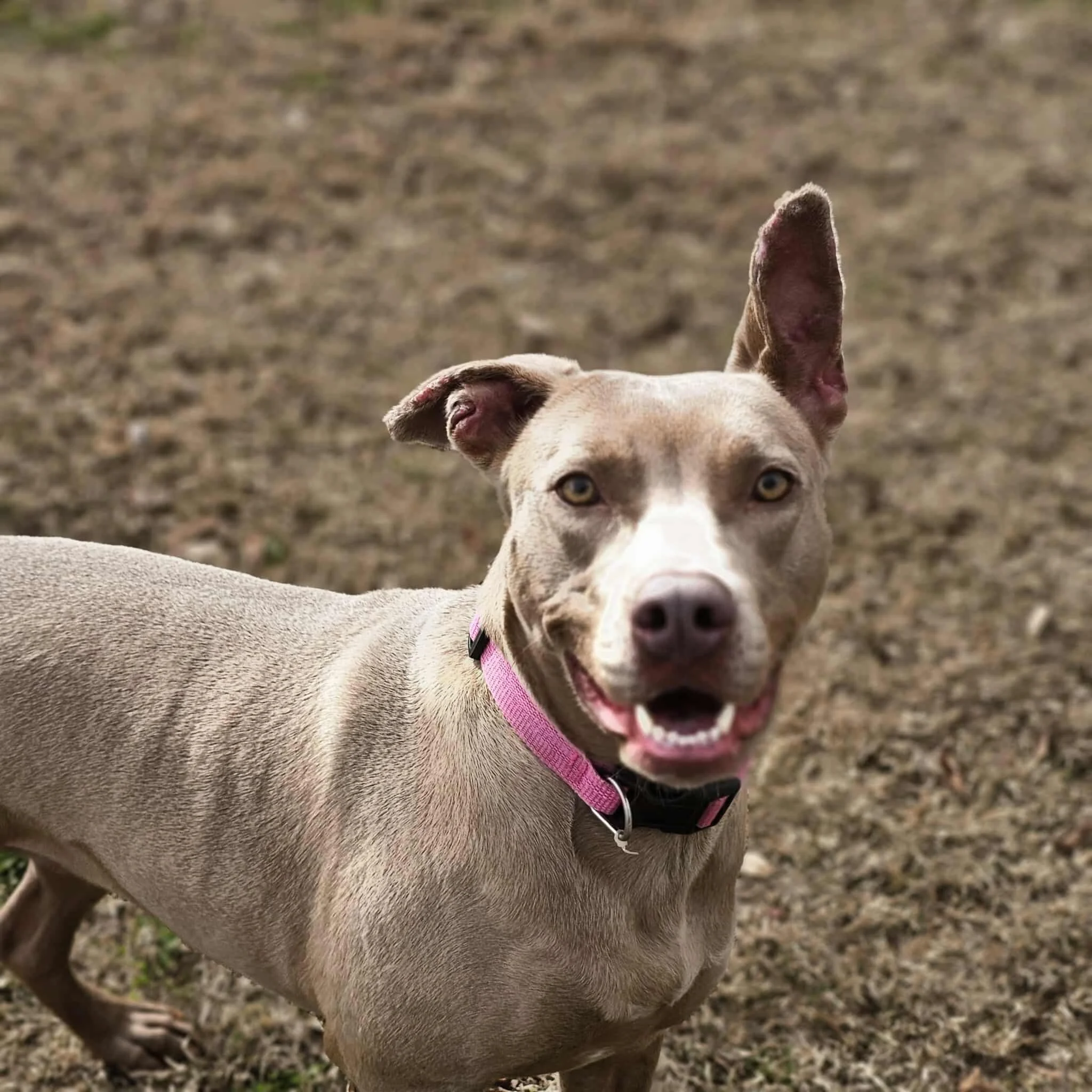 notorious-dog-rescue-hazel-07.jpg