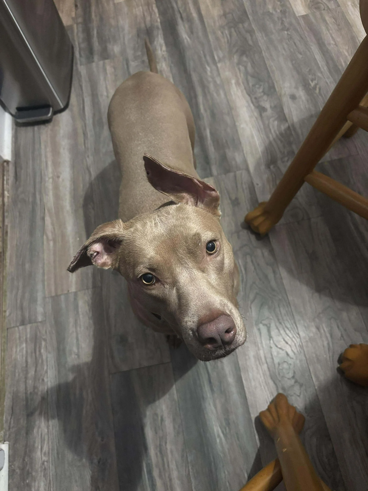 notorious-dog-rescue-hazel-08.jpg