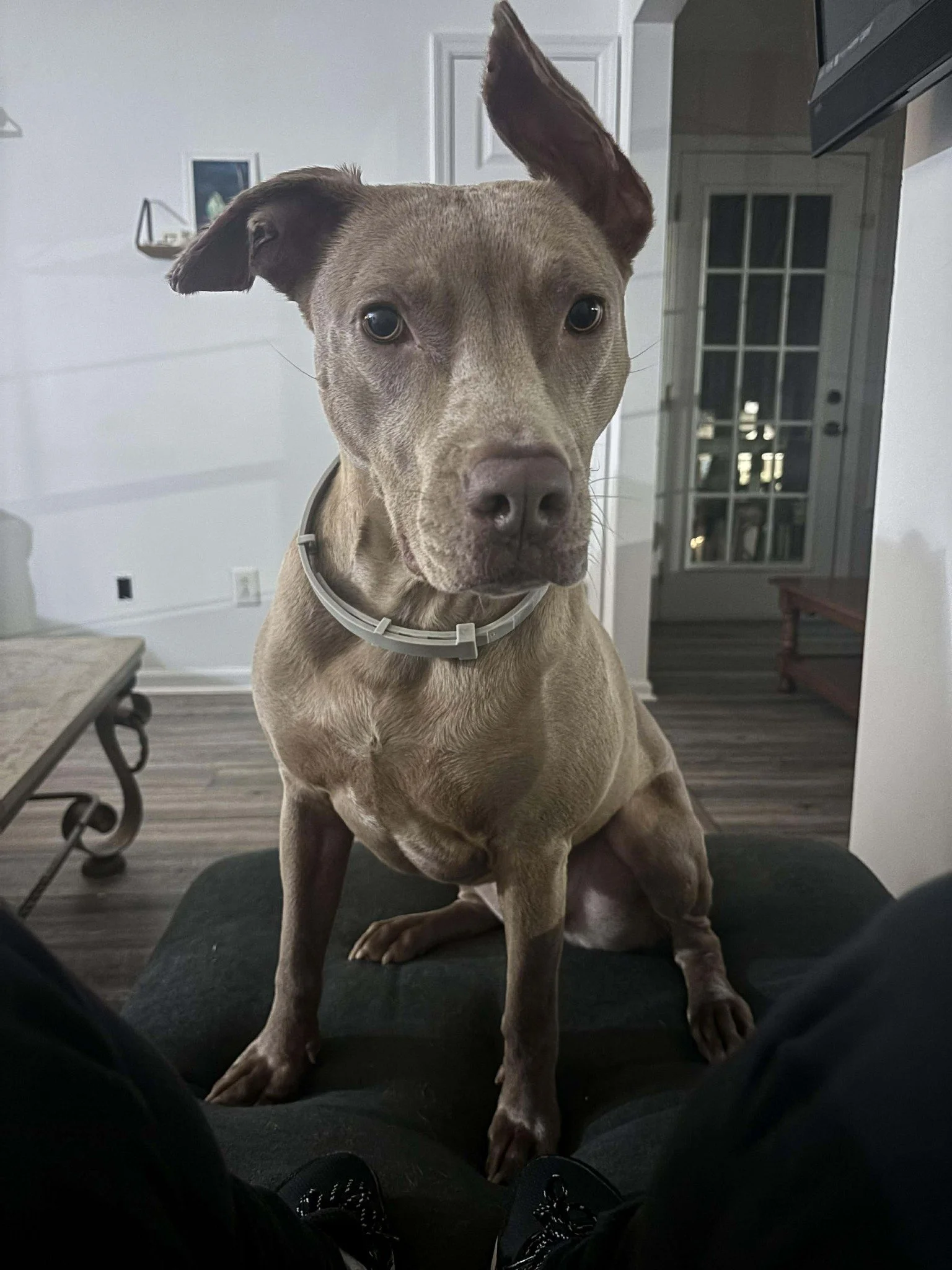 notorious-dog-rescue-hazel-09.jpg